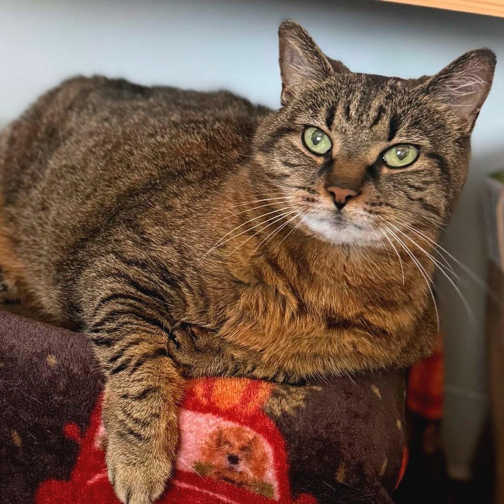 Enlarge Gracie, a Adoptable Domestic Short Hair in Providence, RI image 4/6