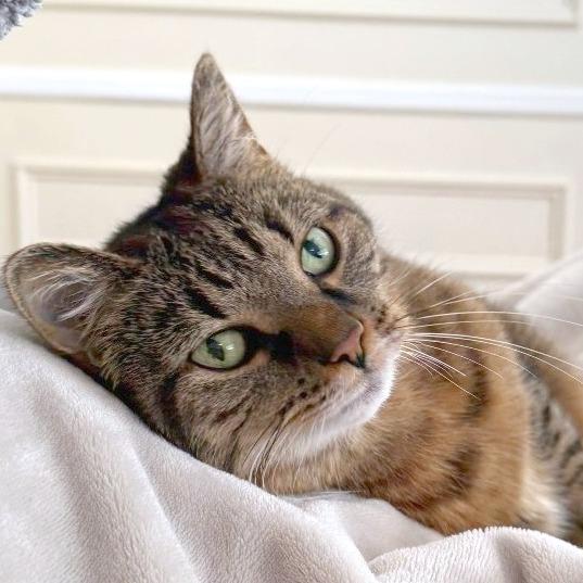 Enlarge Gracie, a Adoptable Domestic Short Hair in Providence, RI image 5/6