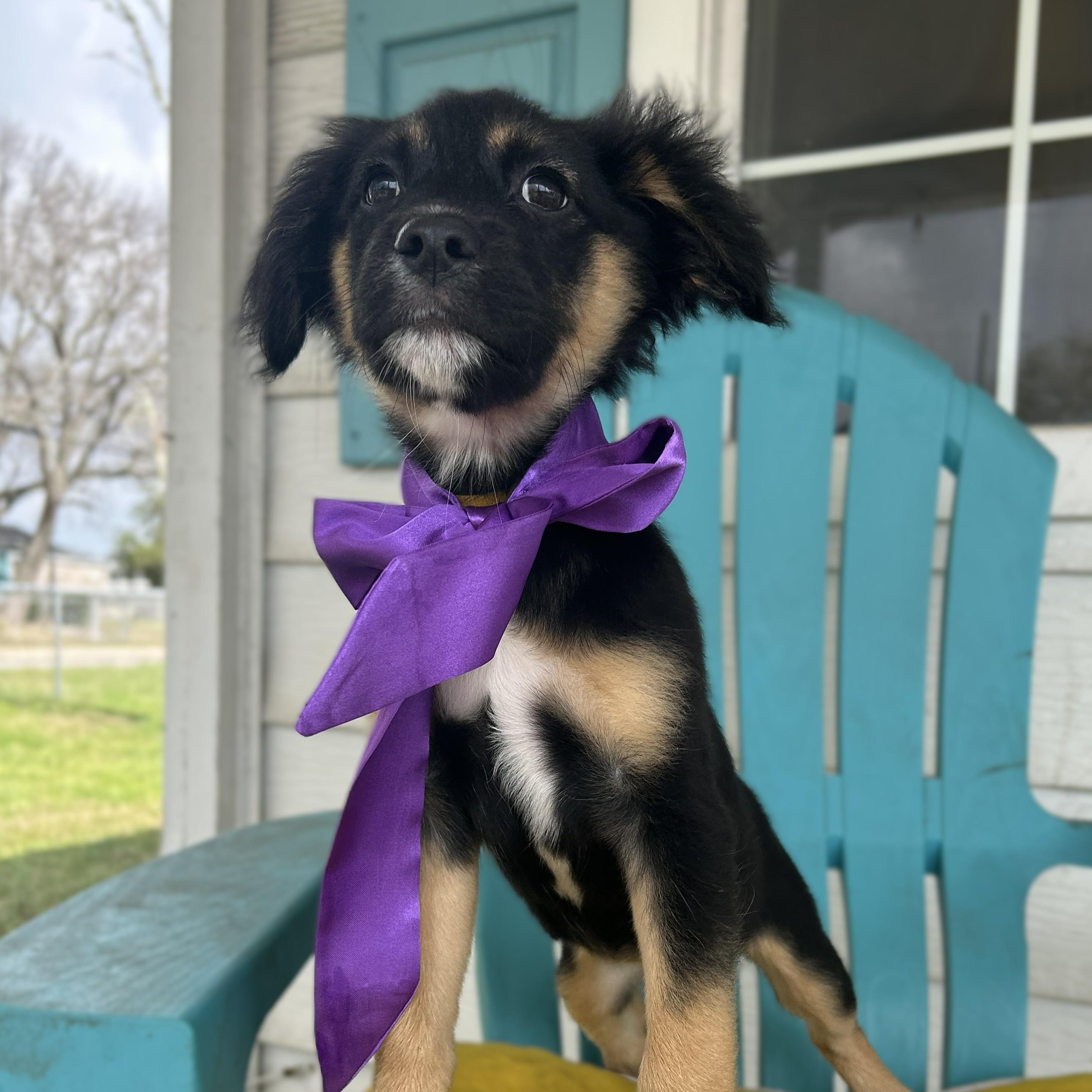 Blossom, an adopted mixed breed in Pensacola, FL image 1/5