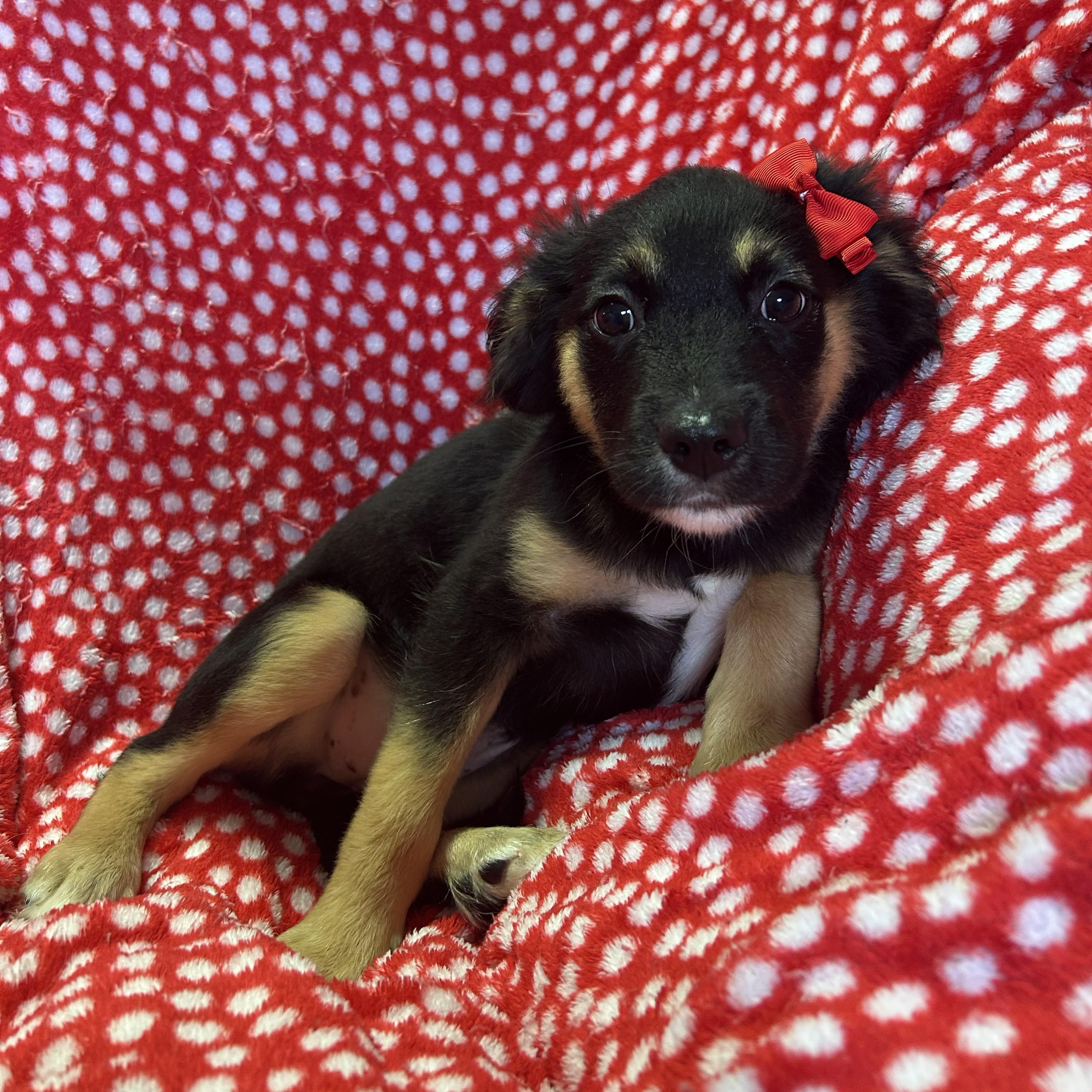 Blossom, an adopted mixed breed in Pensacola, FL image 5/5