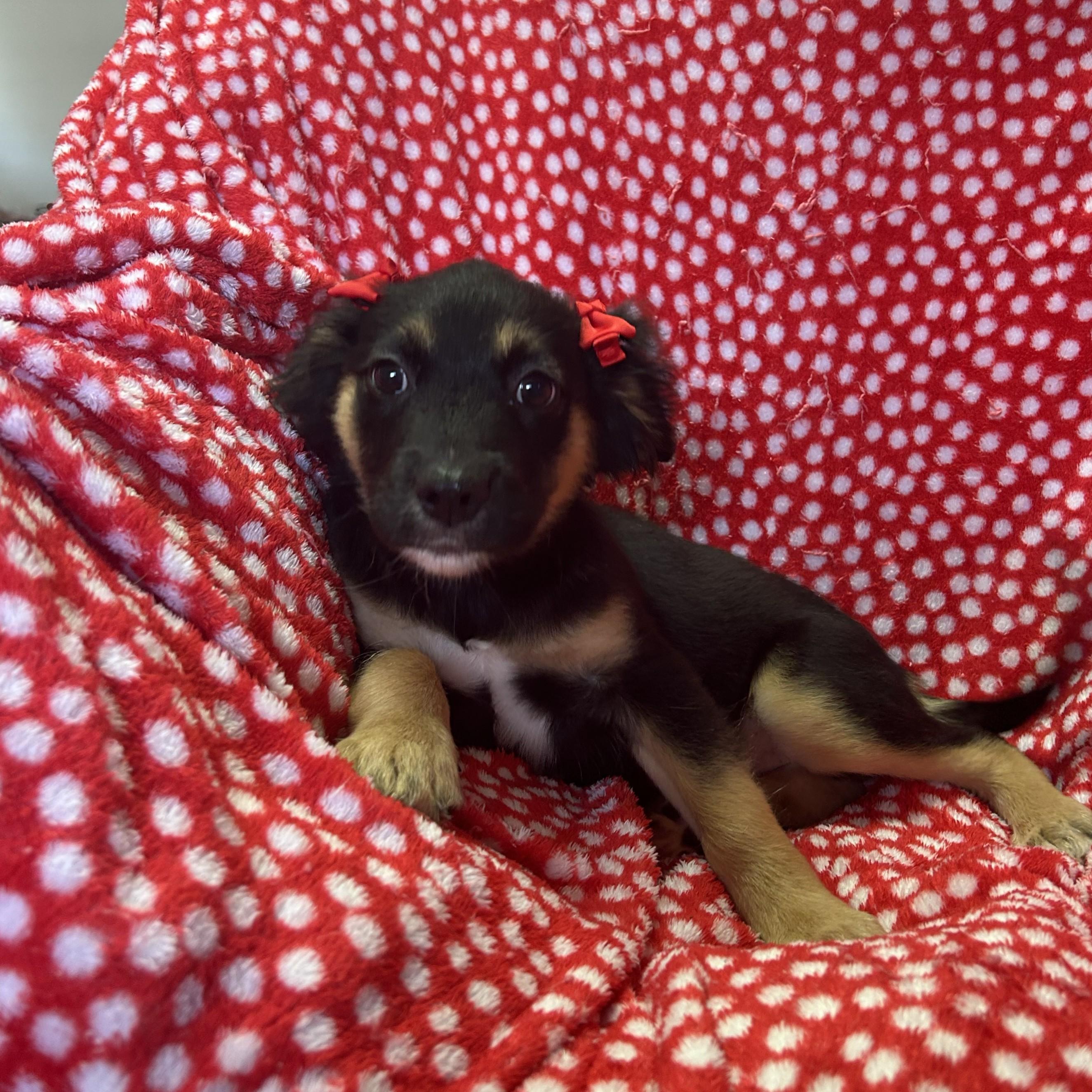 Blossom, an adopted mixed breed in Pensacola, FL image 2/5