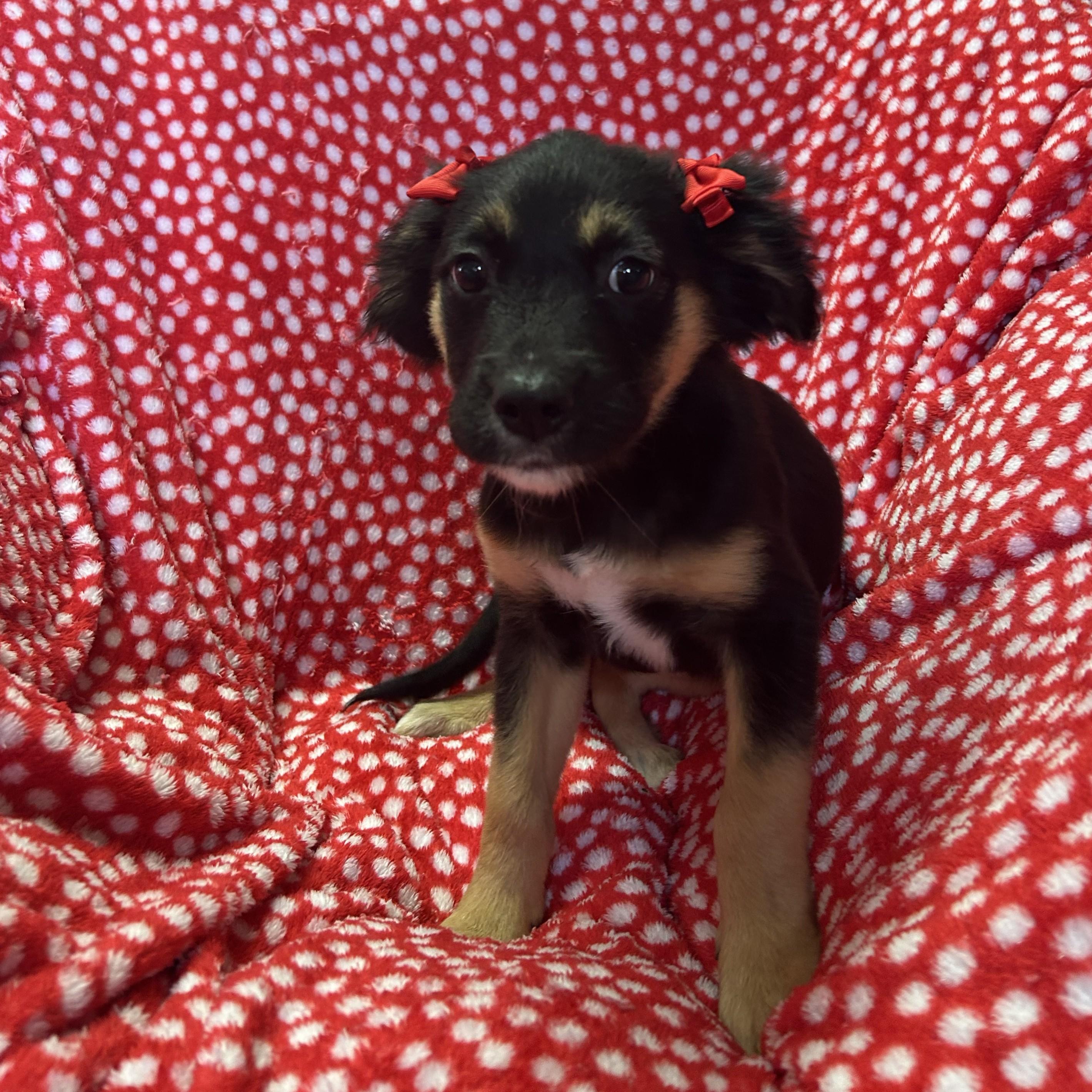 Blossom, an adopted mixed breed in Pensacola, FL image 4/5