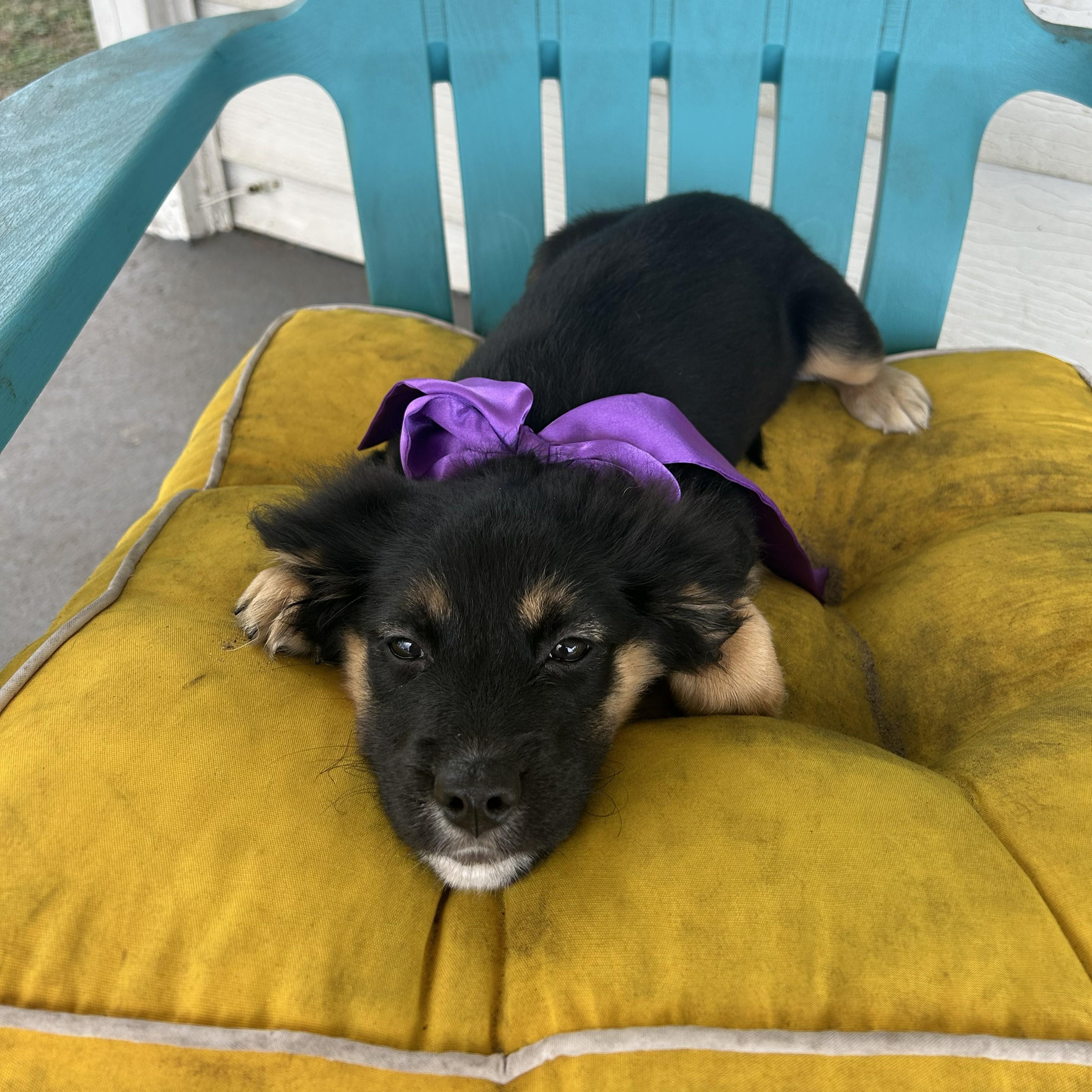 Blossom, an adopted mixed breed in Pensacola, FL image 3/5