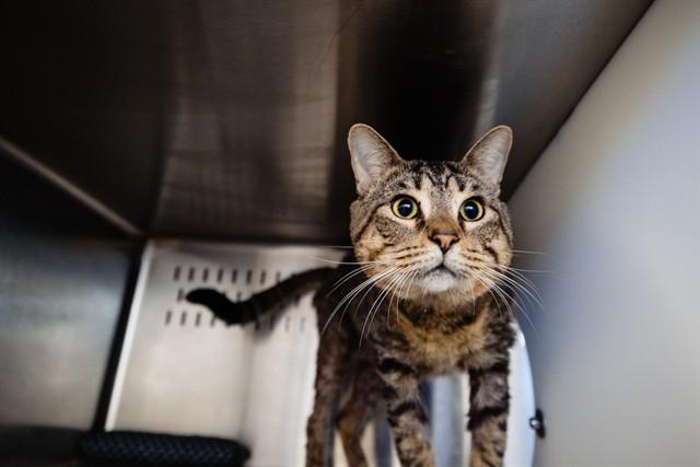 Enlarge PRANCER, a Adoptable Domestic Short Hair in Orlando, FL image 1/1