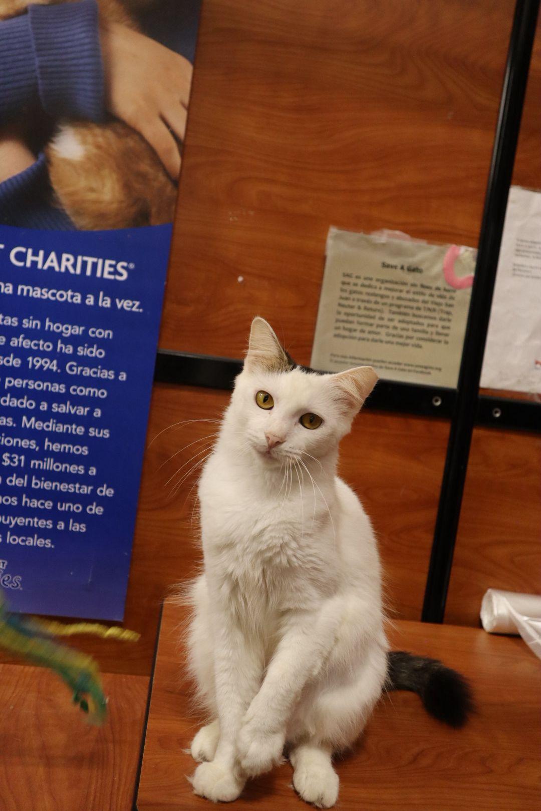 Enlarge Marshmellow, an adopted Domestic Medium Hair in Windsor Locks, CT image 6/6