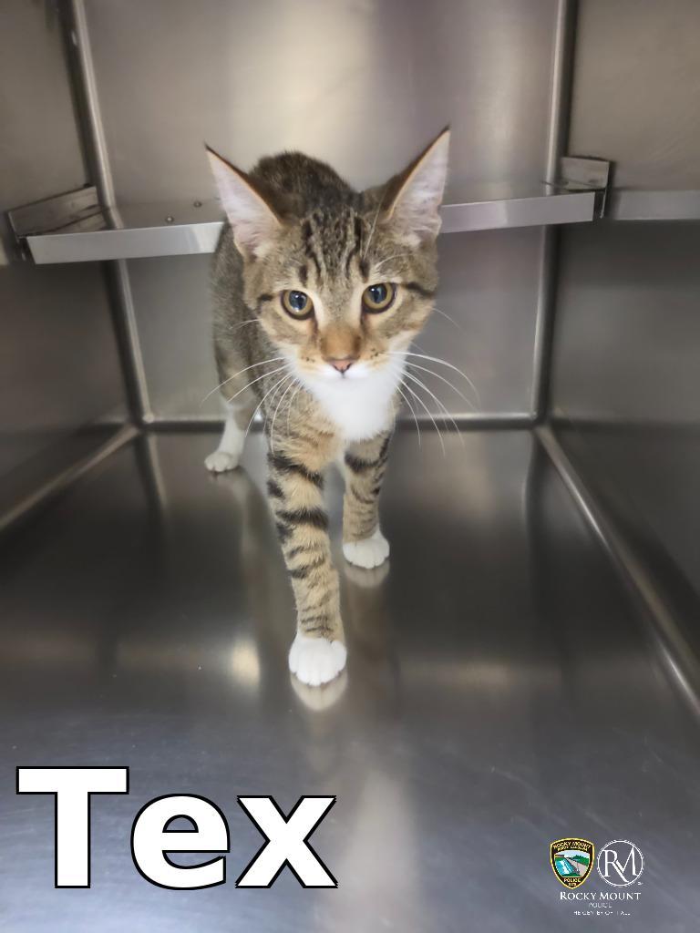 Tex, Adopted, Young Male Domestic Short Hair.