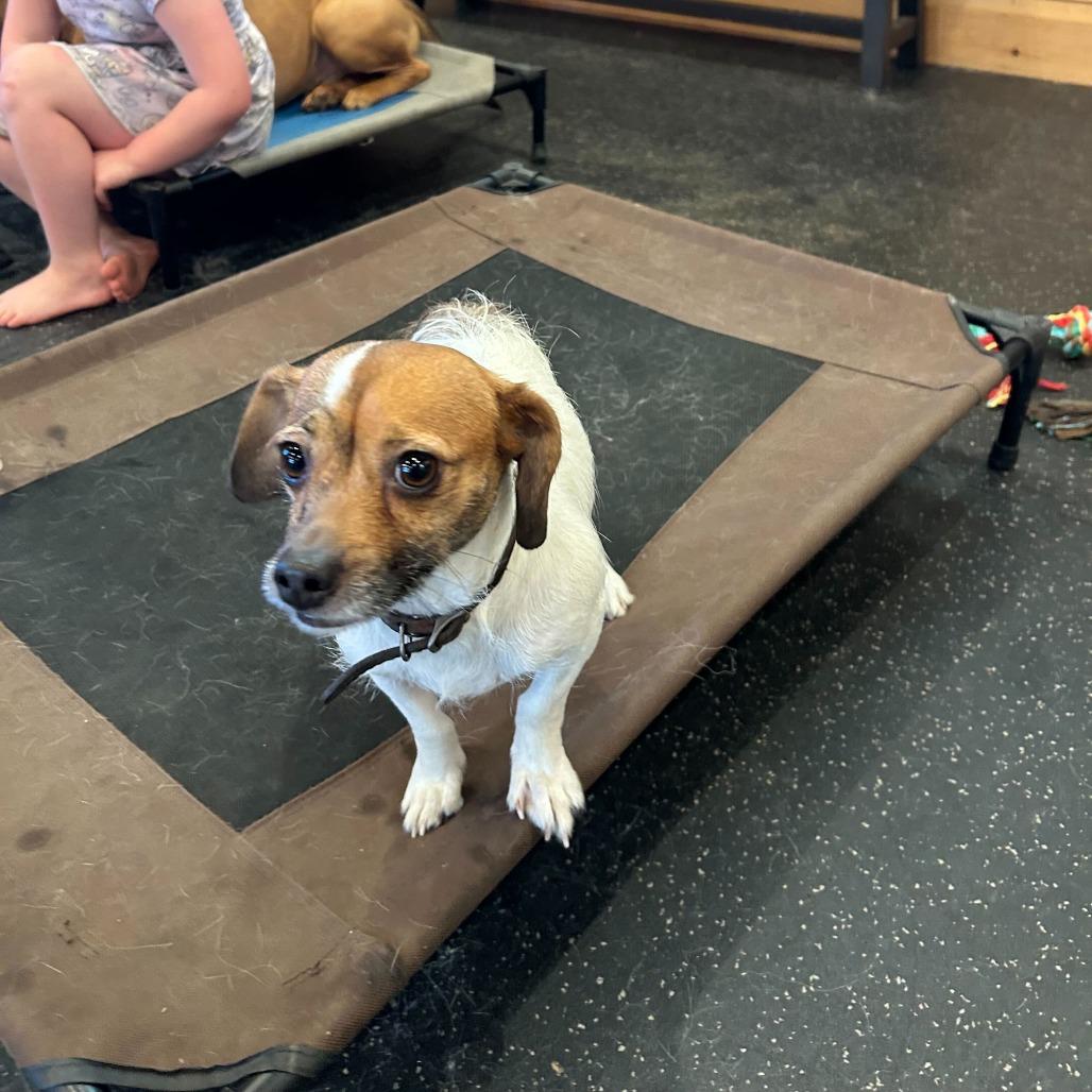 Enlarge Taco, a Adoptable Jack Russell Terrier in Waynesville, NC image 1/6