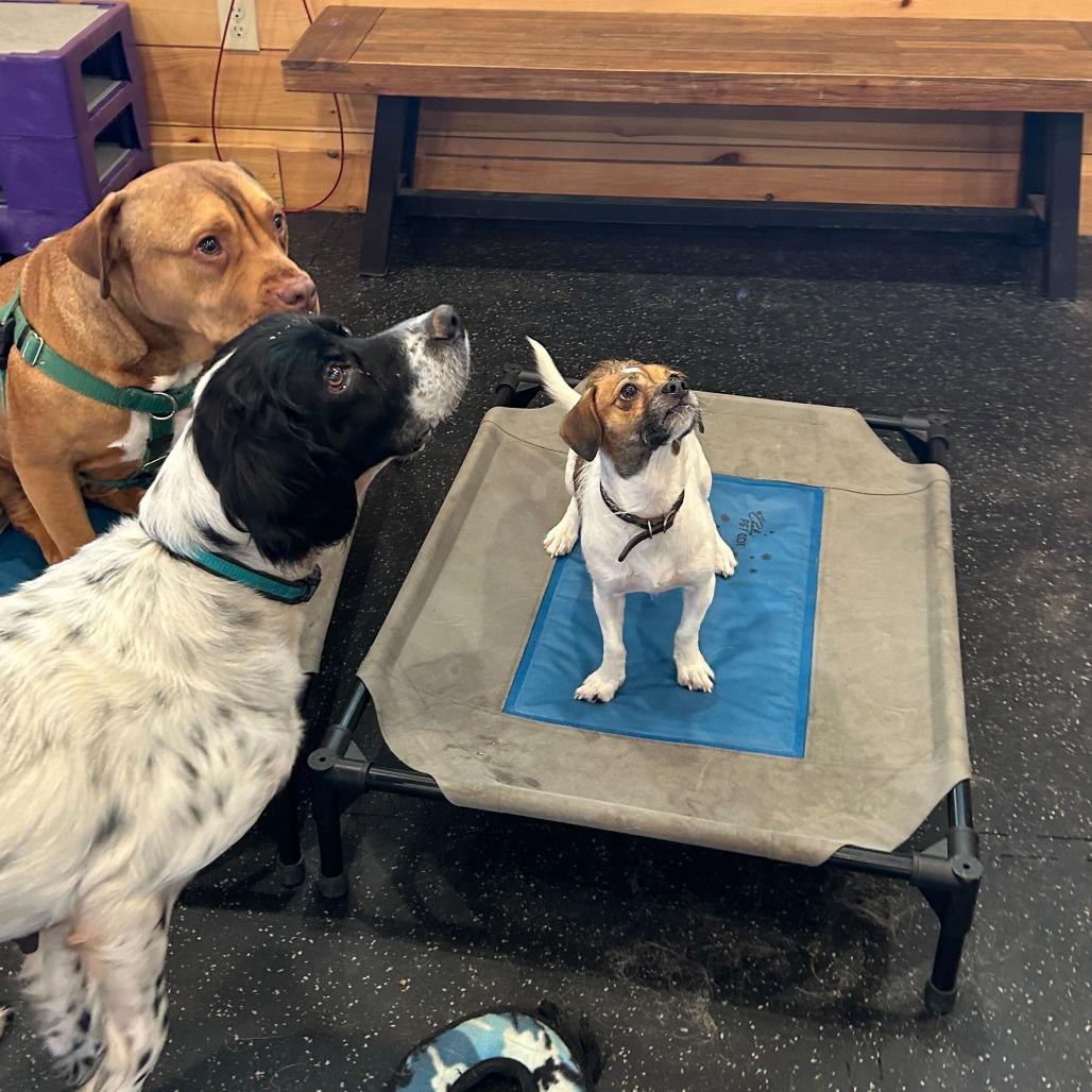 Enlarge Taco, a Adoptable Jack Russell Terrier in Waynesville, NC image 2/6