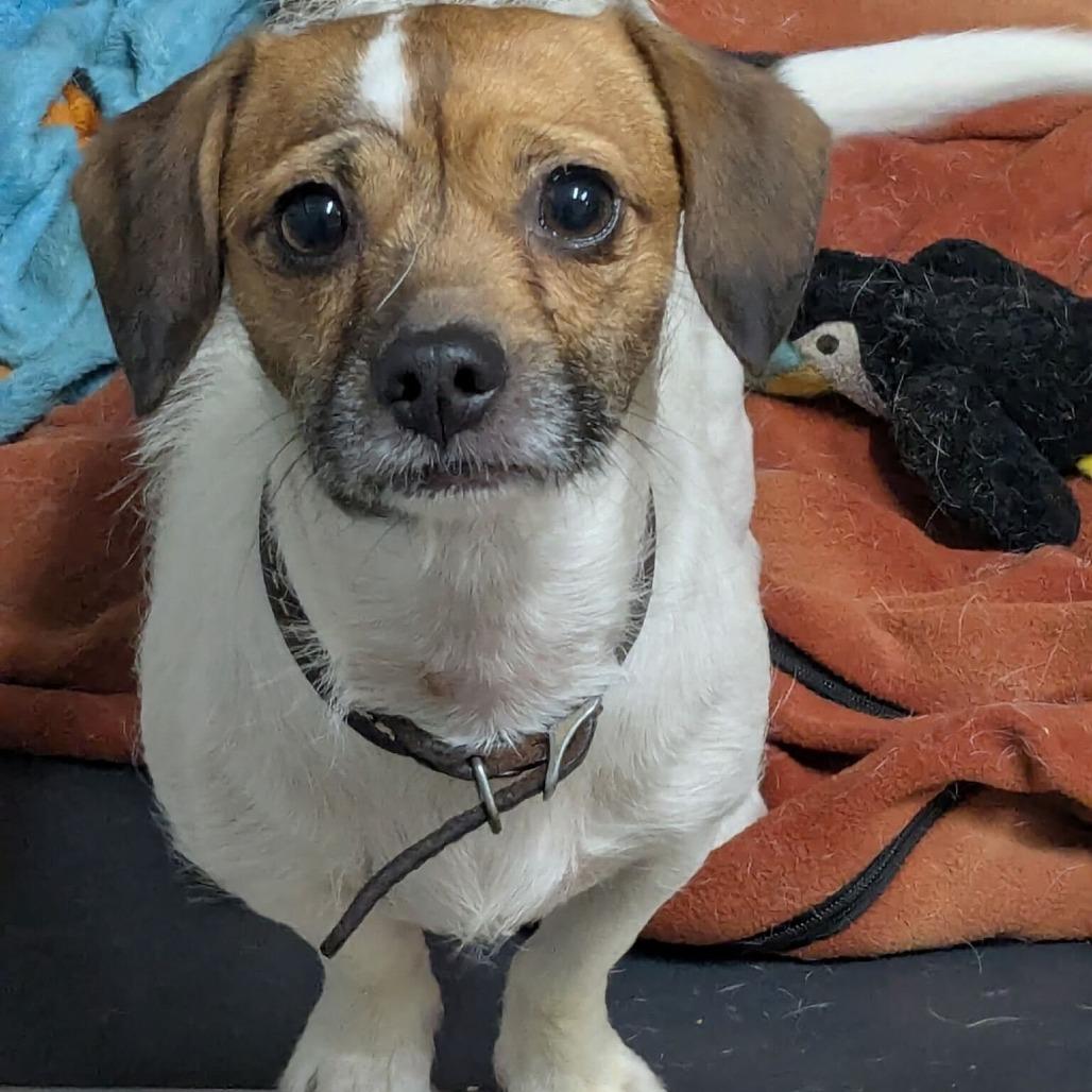 Enlarge Taco, a Adoptable Jack Russell Terrier in Waynesville, NC image 3/6