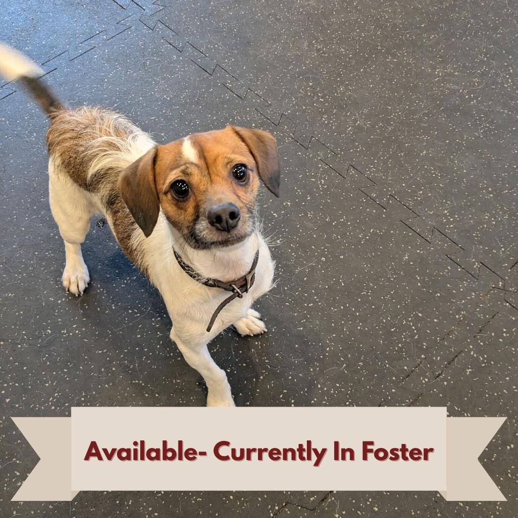 Enlarge Taco, a Adoptable Jack Russell Terrier in Waynesville, NC image 4/6