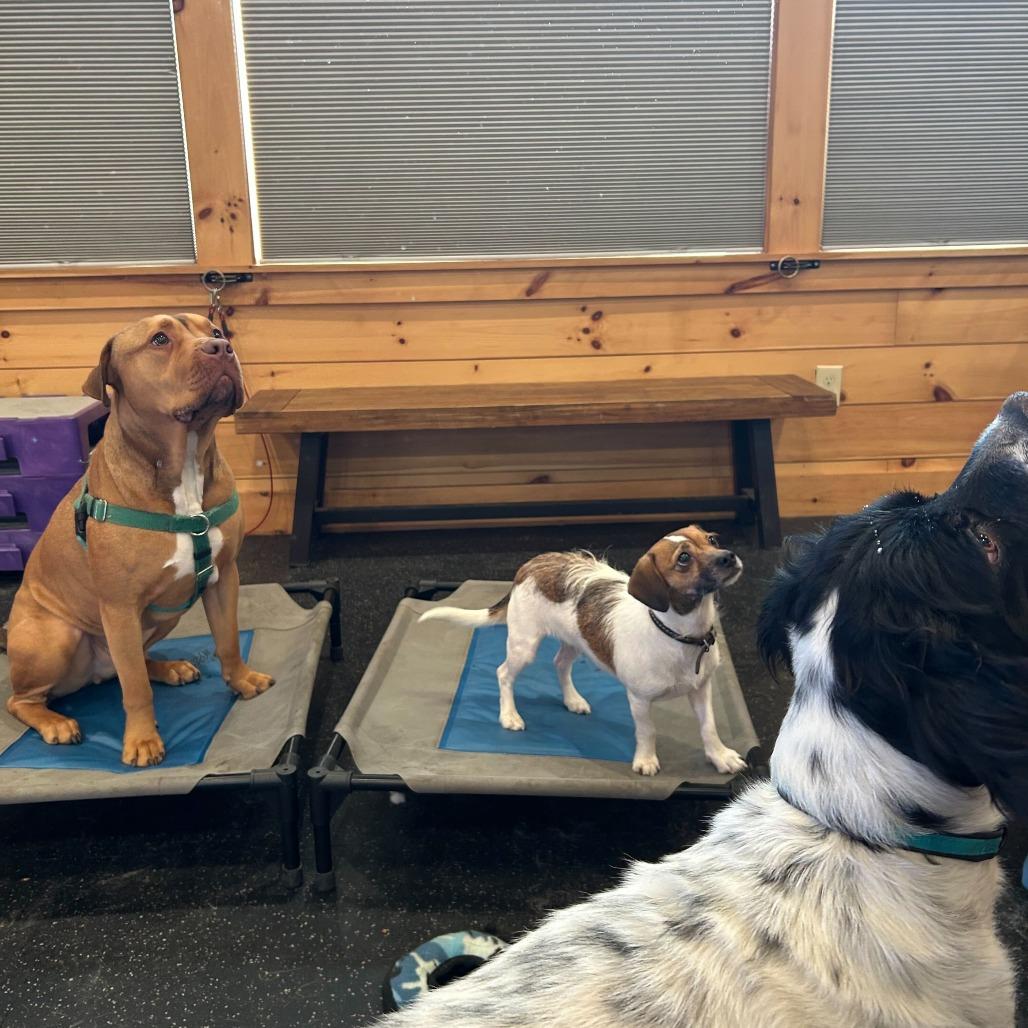 Enlarge Taco, a Adoptable Jack Russell Terrier in Waynesville, NC image 5/6