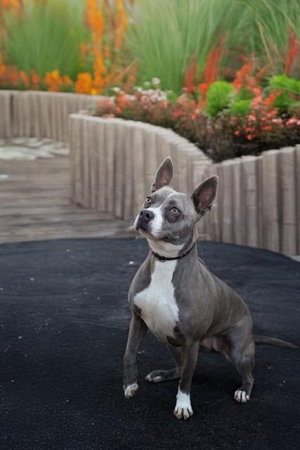 Enlarge REGINA, a Adoptable Pit Bull Terrier in Belleville, IL image 1/1
