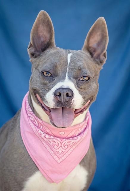 REGINA, Adoptable, Adult Female Pit Bull Terrier.