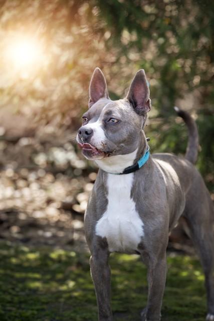 REGINA, Adoptable, Adult Female Pit Bull Terrier.