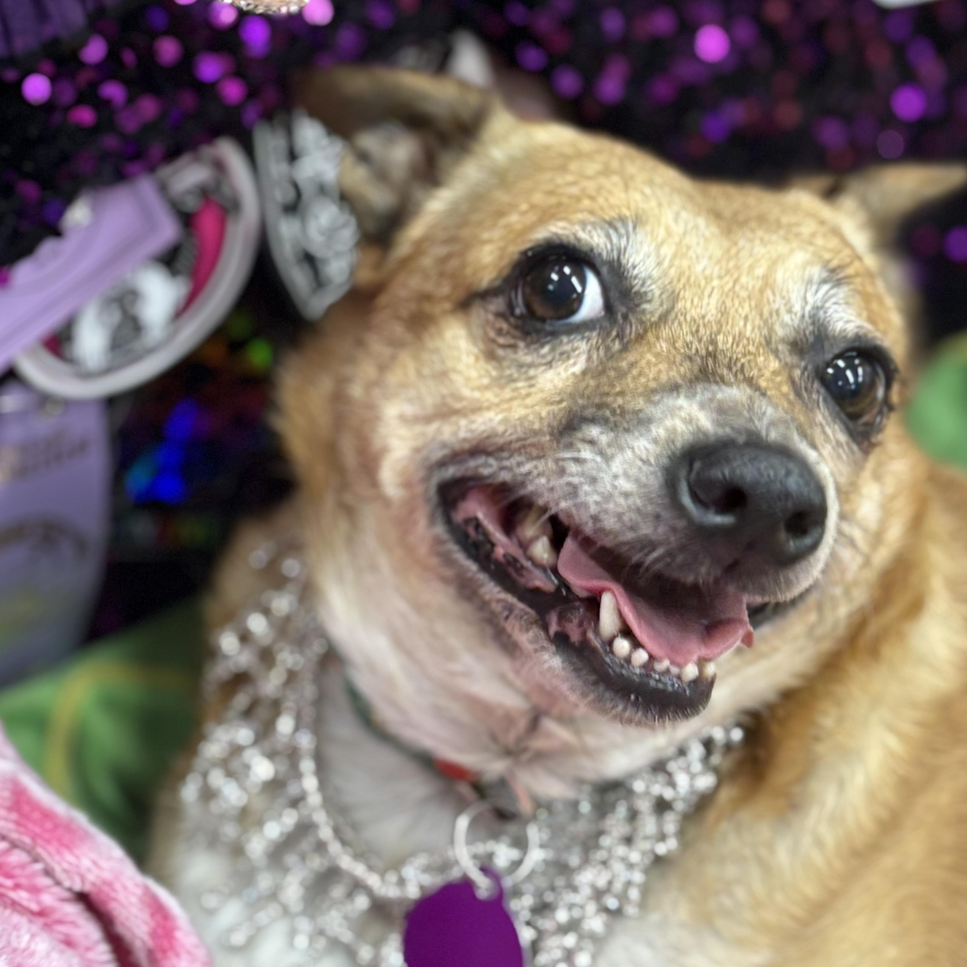 Fanny, Adoptable, Adult Female Chihuahua.