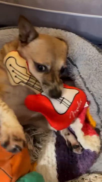 Enlarge Fanny, a Adoptable mixed breed in Brooklyn, NY video 6/6