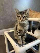 Chimera, a Adoptable Domestic Short Hair in Oskaloosa, IA image 1/2