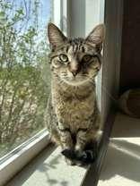 Chimera, a Adoptable Domestic Short Hair in Oskaloosa, IA image 2/2