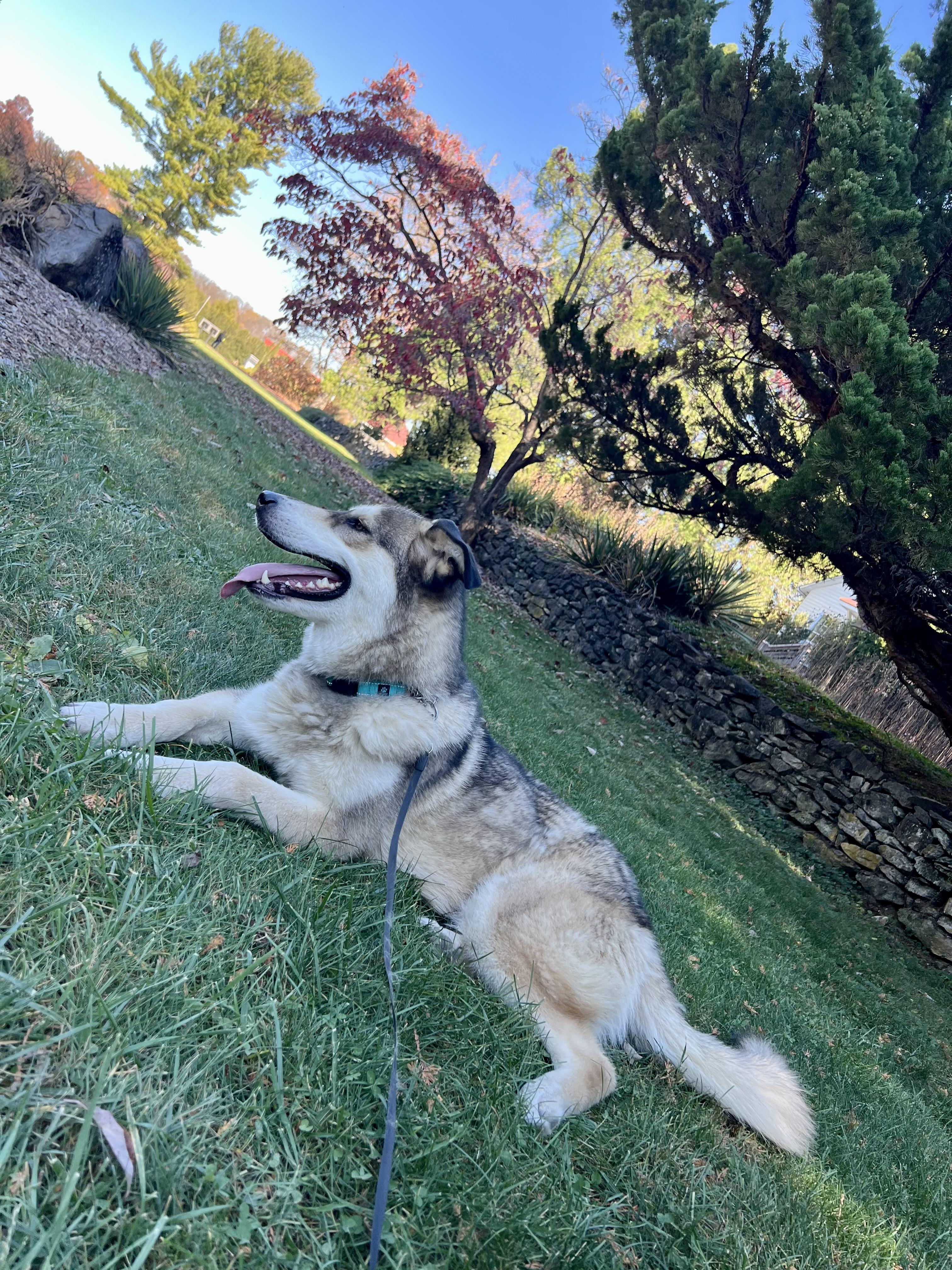Leo, Adoptable, Adult Male Husky & German Shepherd Dog.