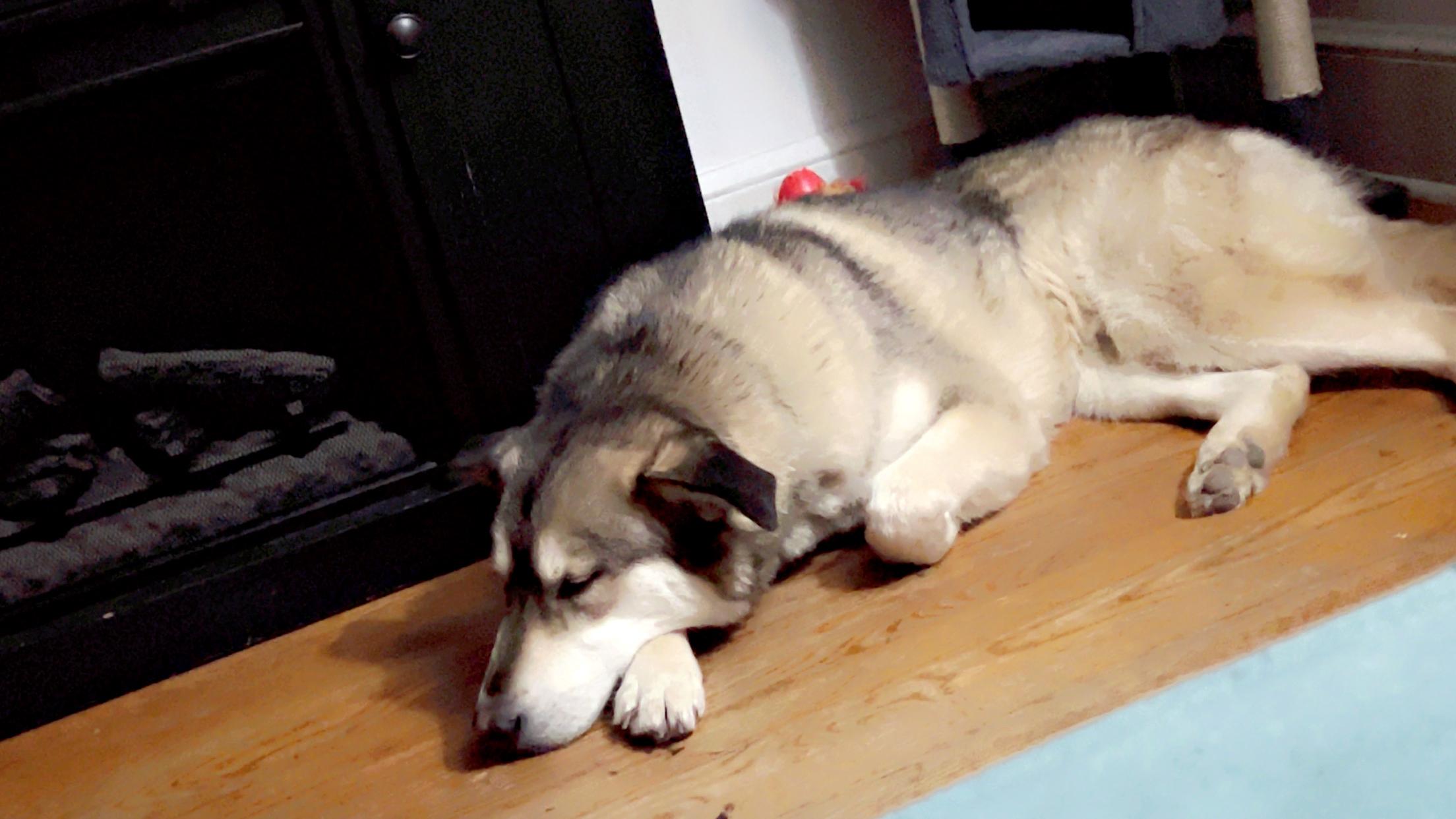 Enlarge Leo, a Adoptable mixed breed in Winchester, VA image 2/6