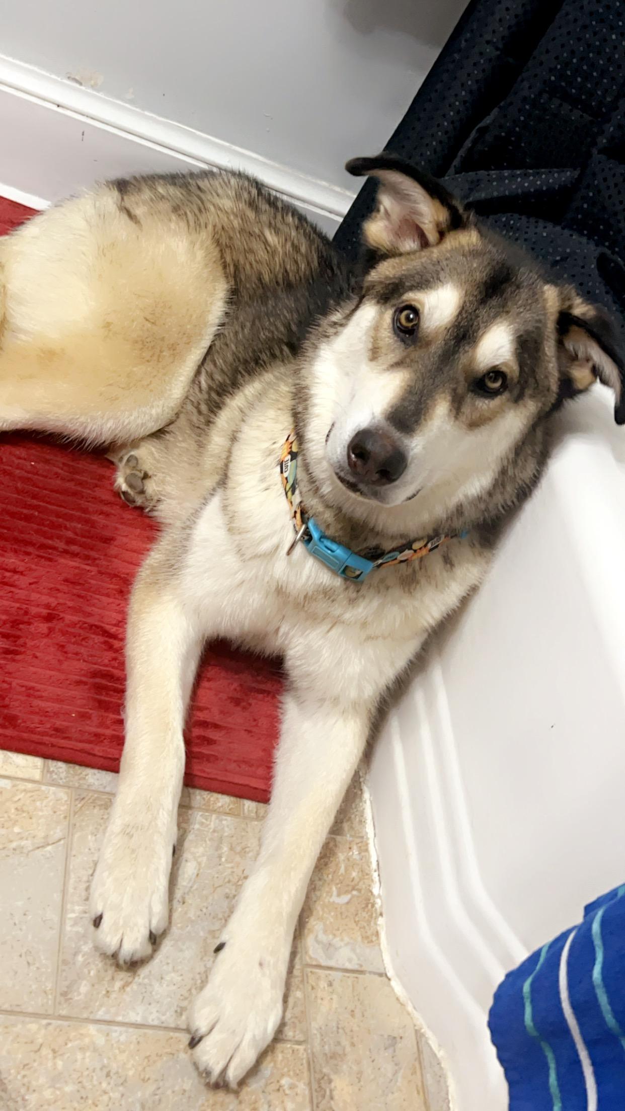 Enlarge Leo, a Adoptable mixed breed in Winchester, VA image 3/6