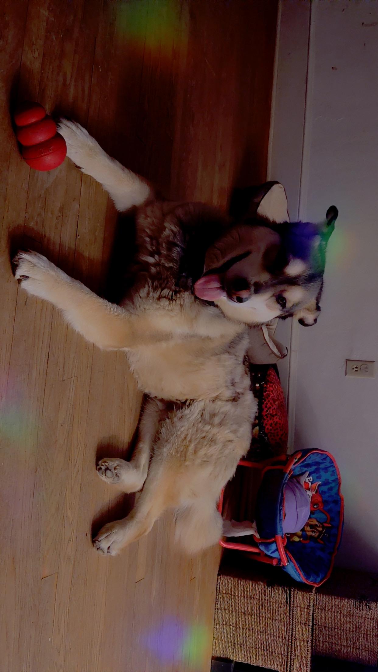 Leo, Adoptable, Adult Male Husky & German Shepherd Dog.