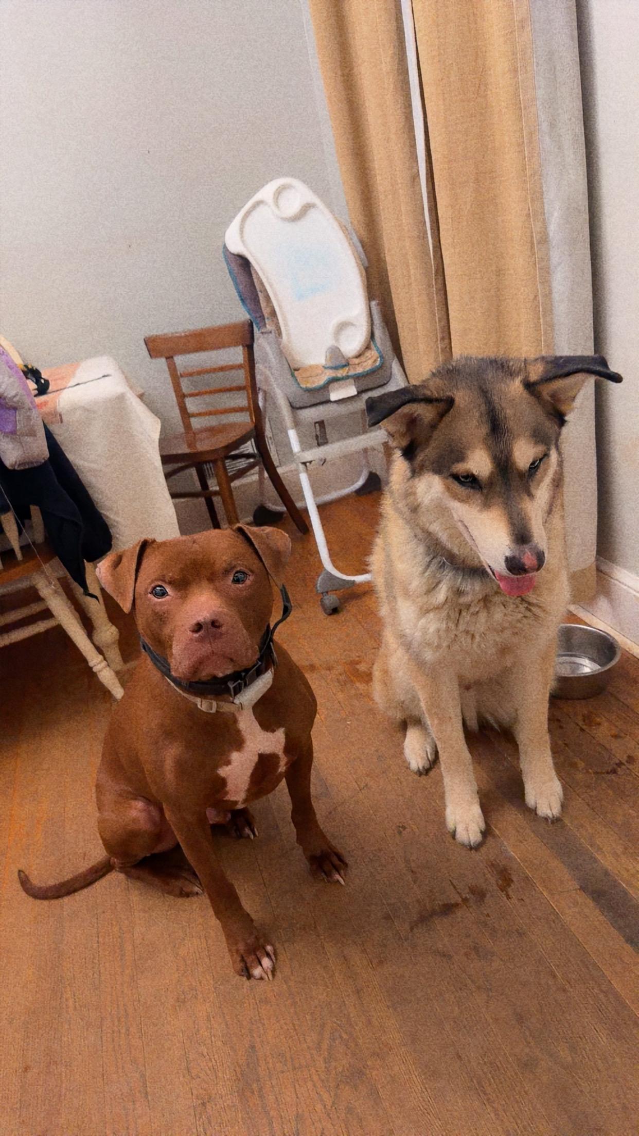 Enlarge Leo, a Adoptable mixed breed in Winchester, VA image 6/6