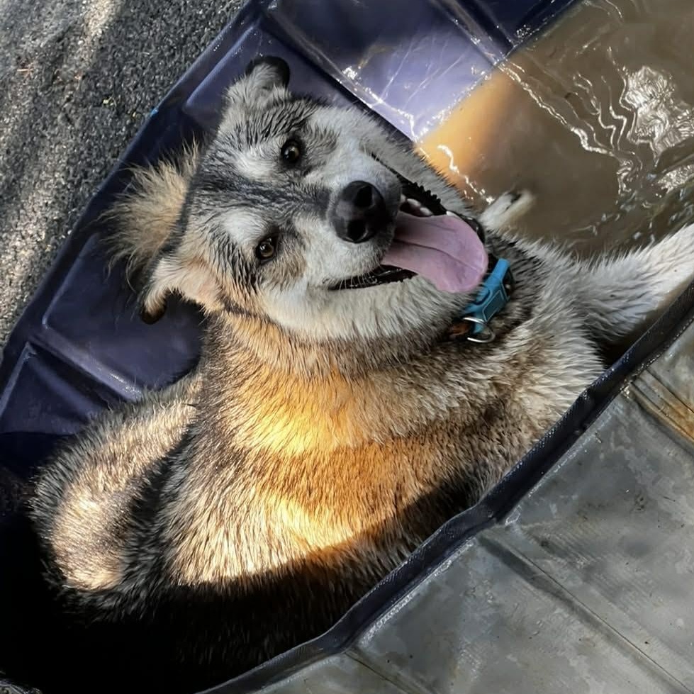 Enlarge Leo, a Adoptable mixed breed in Winchester, VA image 6/6