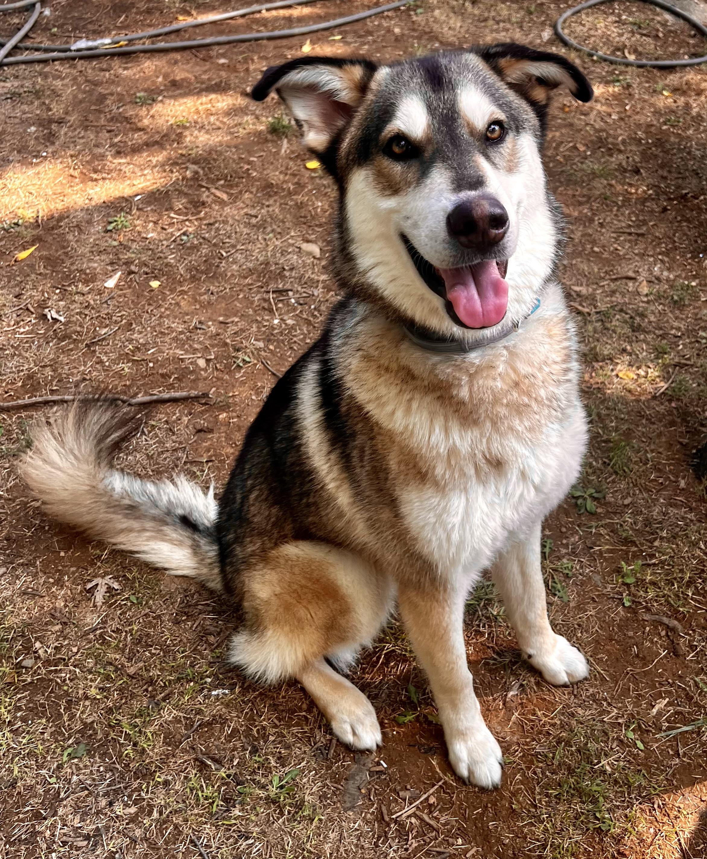 Enlarge Leo, a Adoptable mixed breed in Winchester, VA image 5/6