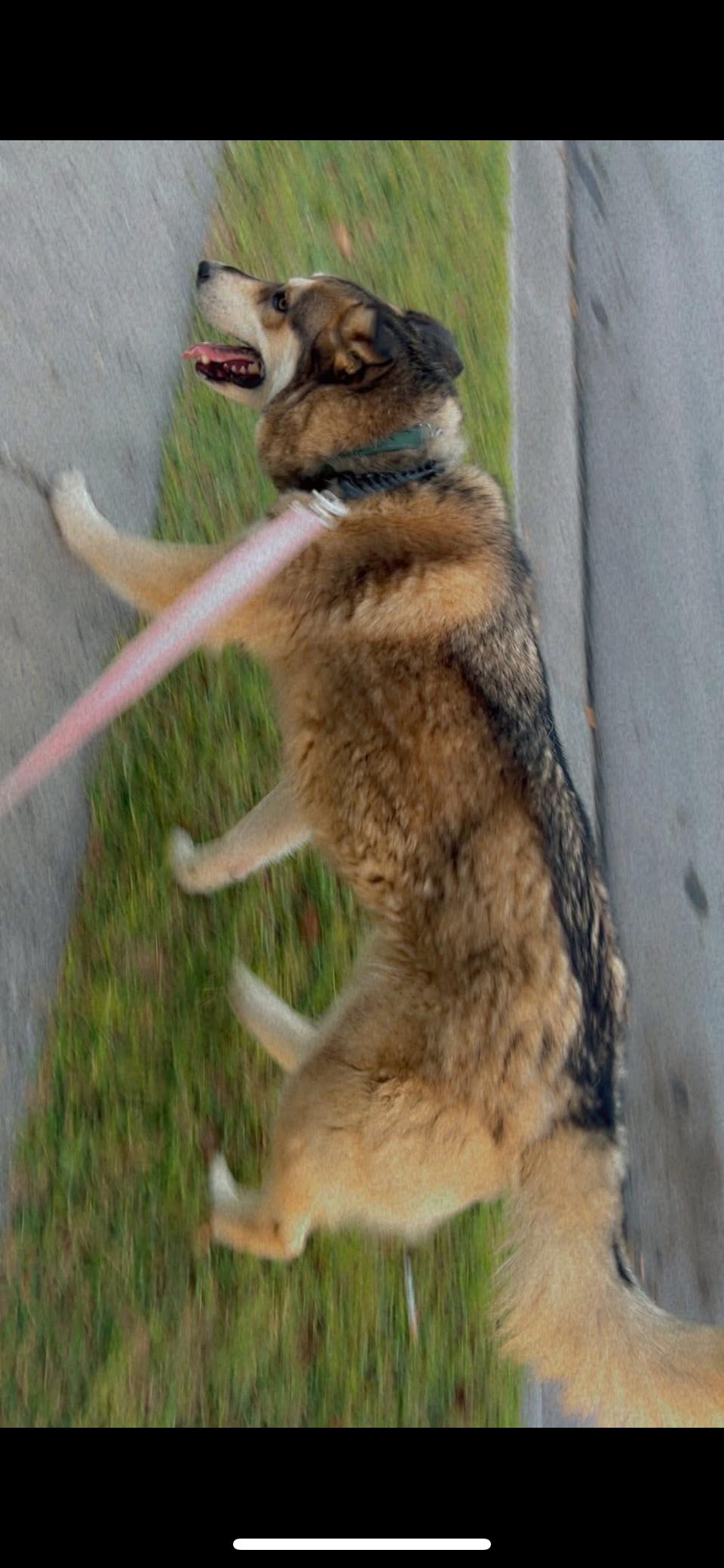 Enlarge Leo, a Adoptable mixed breed in Winchester, VA image 5/6