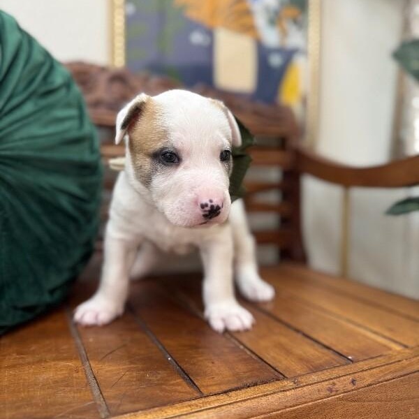 Bay Bridge — thumbnail 2