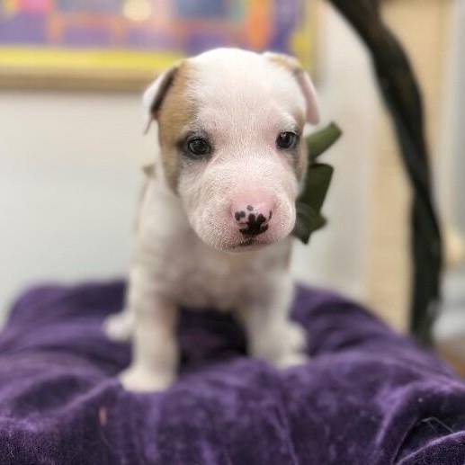 Bay Bridge — thumbnail 4