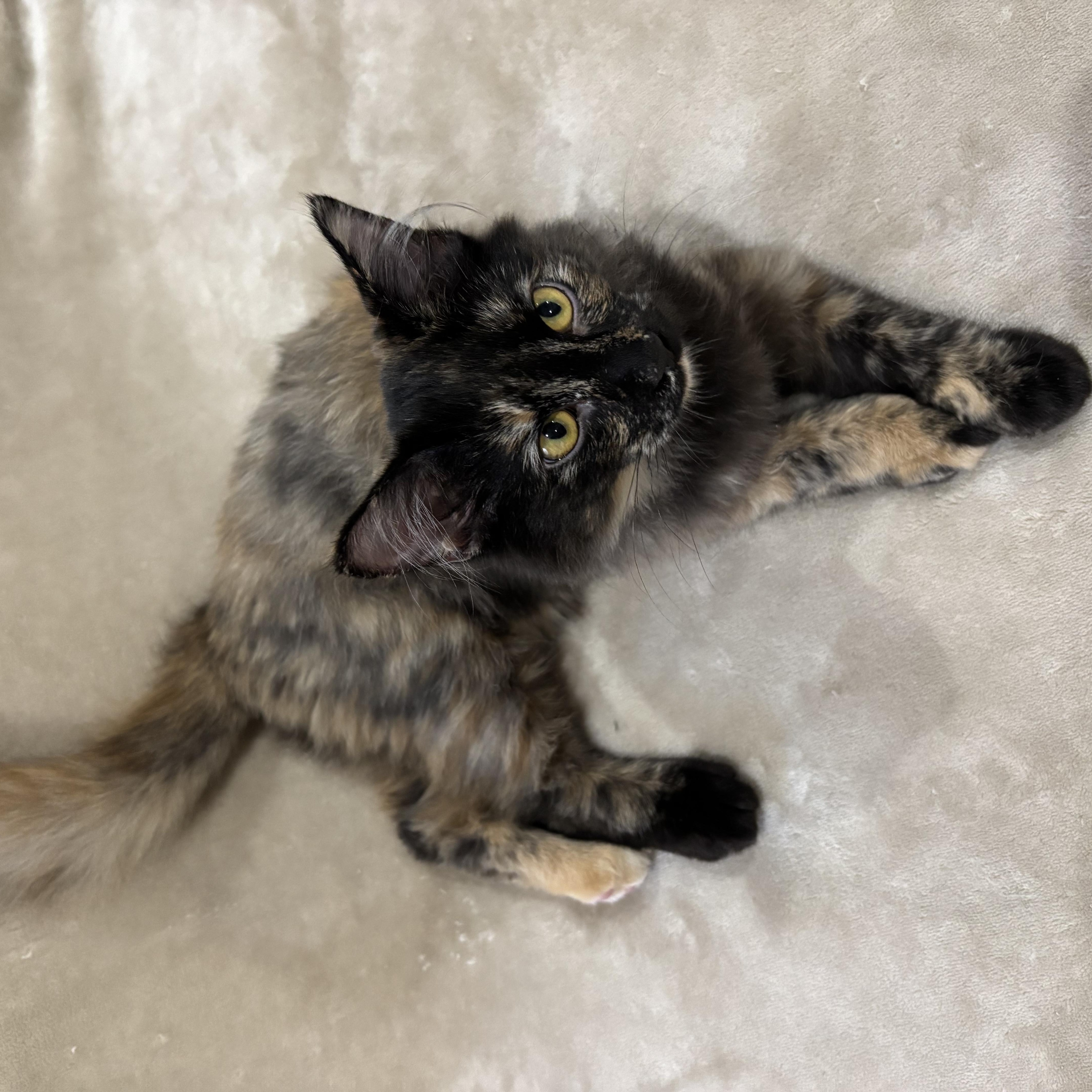 Tuna, a Adoptable Domestic Medium Hair in Lubbock, TX image 6/6