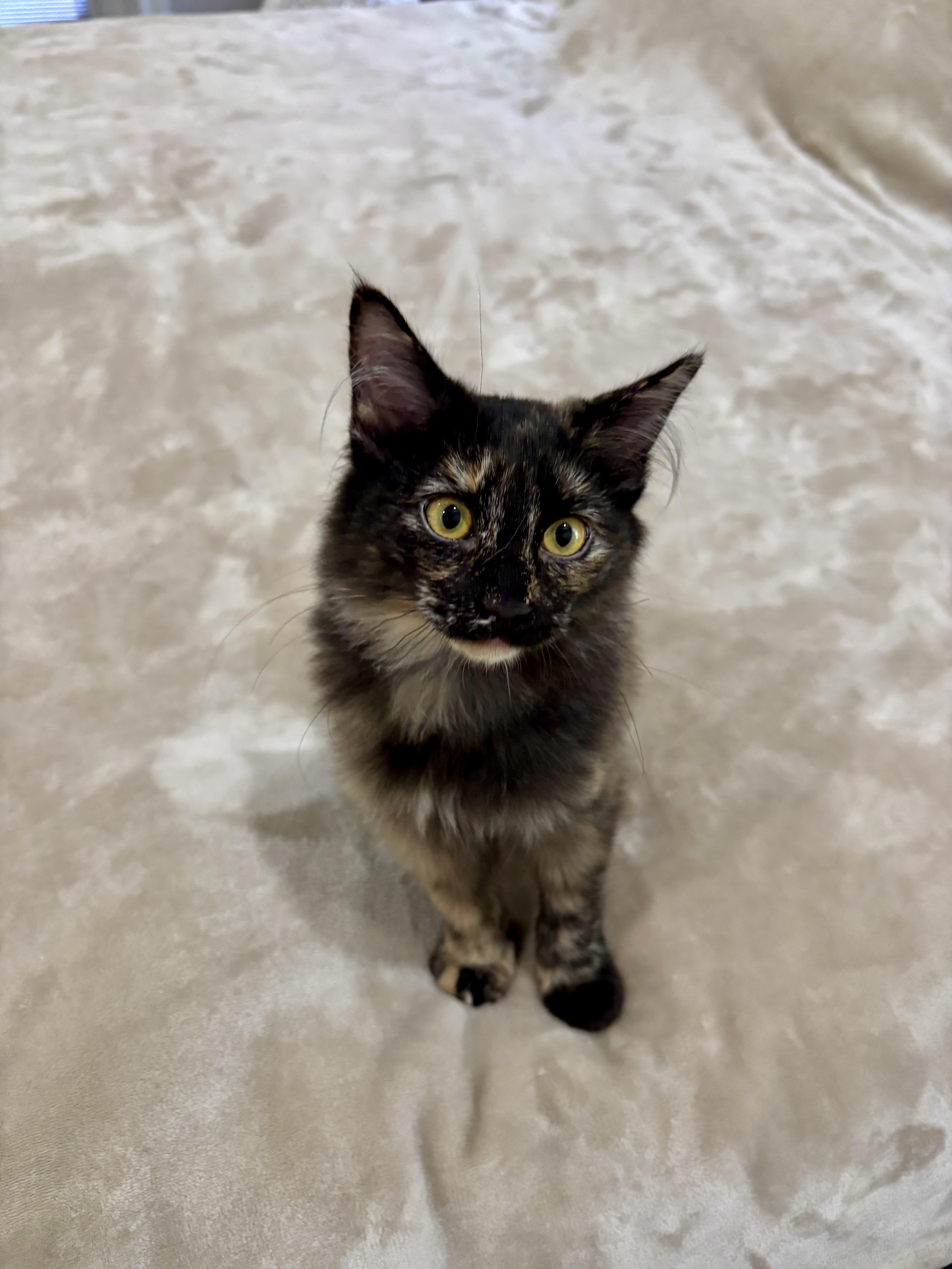 Tuna, a Adoptable Domestic Medium Hair in Lubbock, TX image 1/6