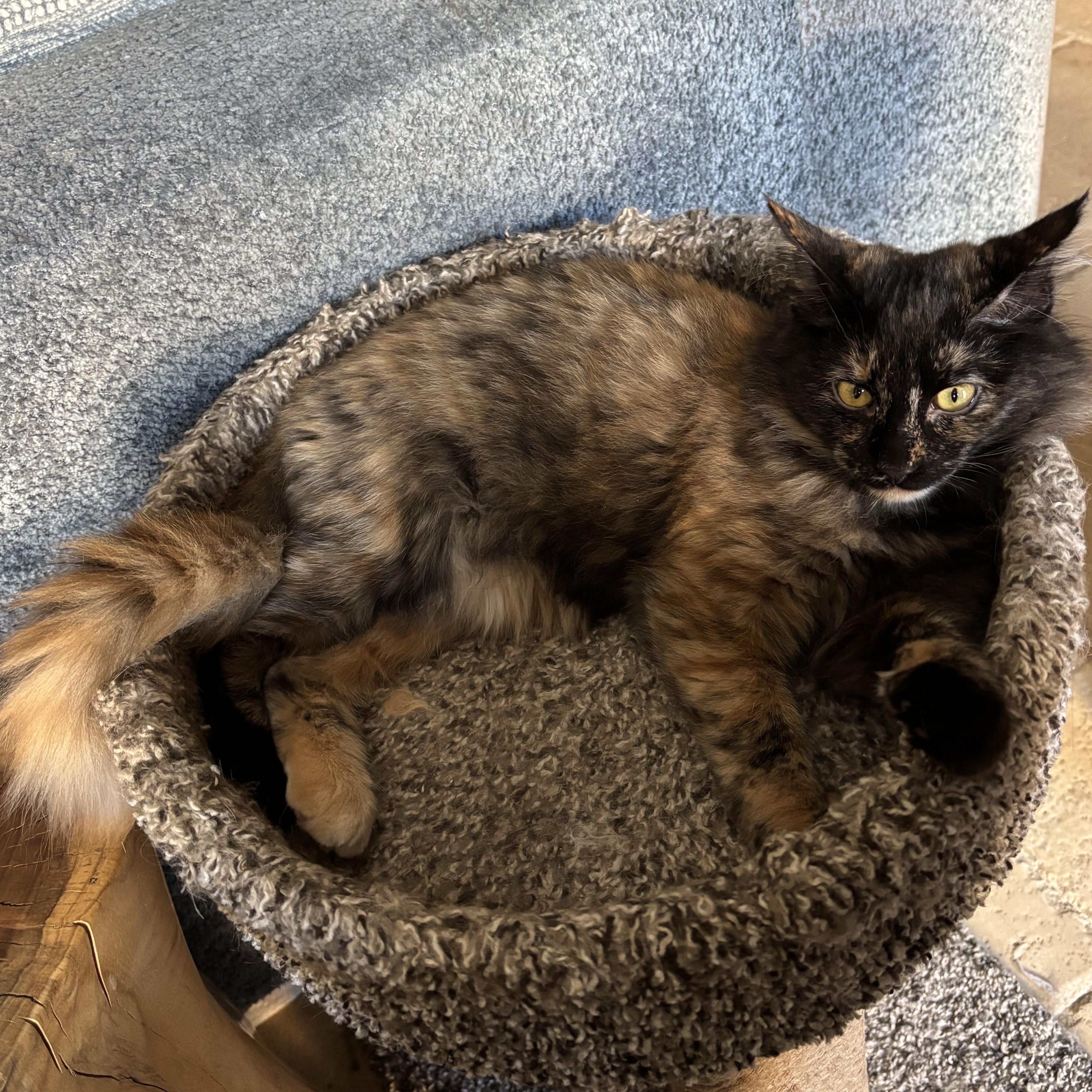 Tuna, a Adoptable Domestic Medium Hair in Lubbock, TX image 3/6