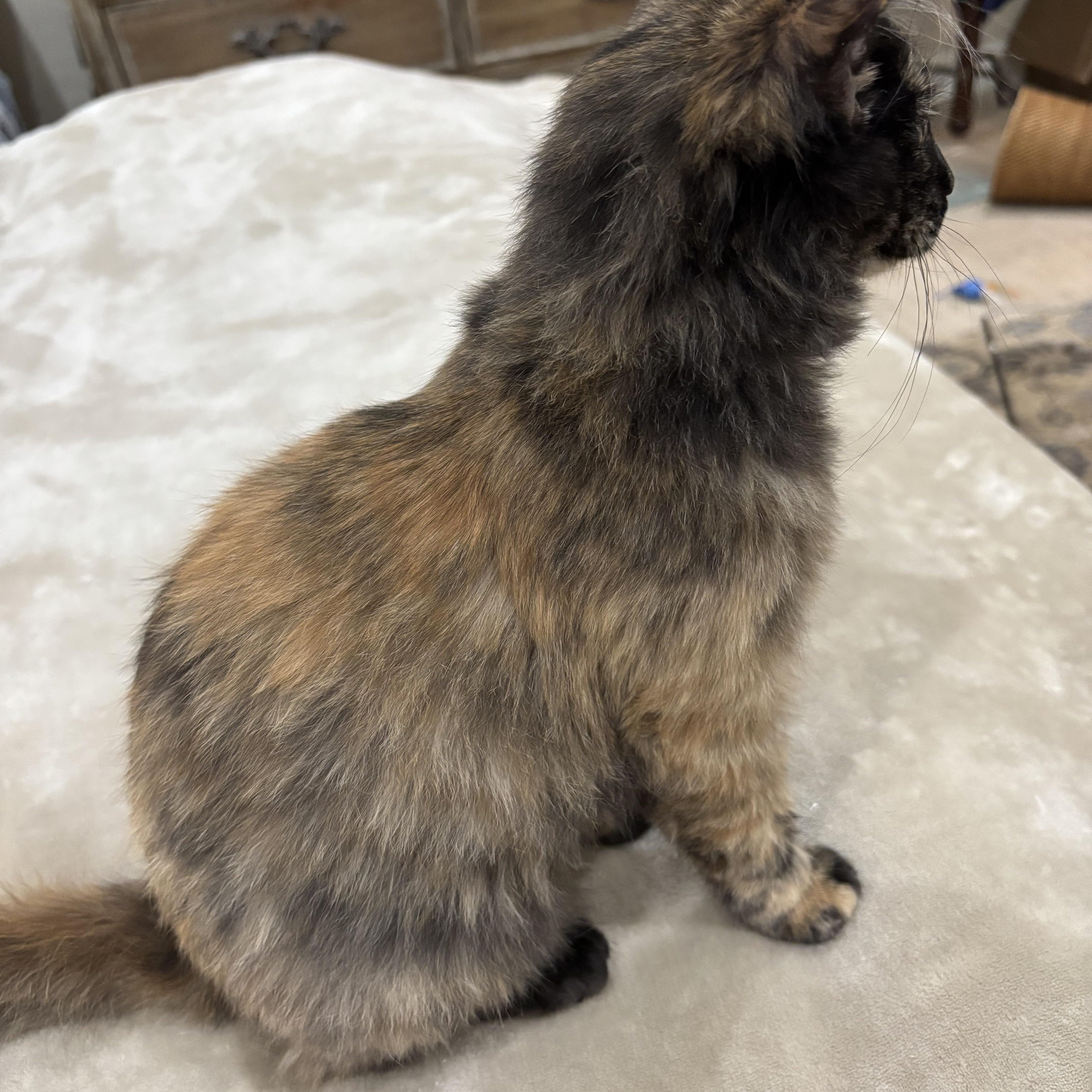 Tuna, a Adoptable Domestic Medium Hair in Lubbock, TX image 5/6