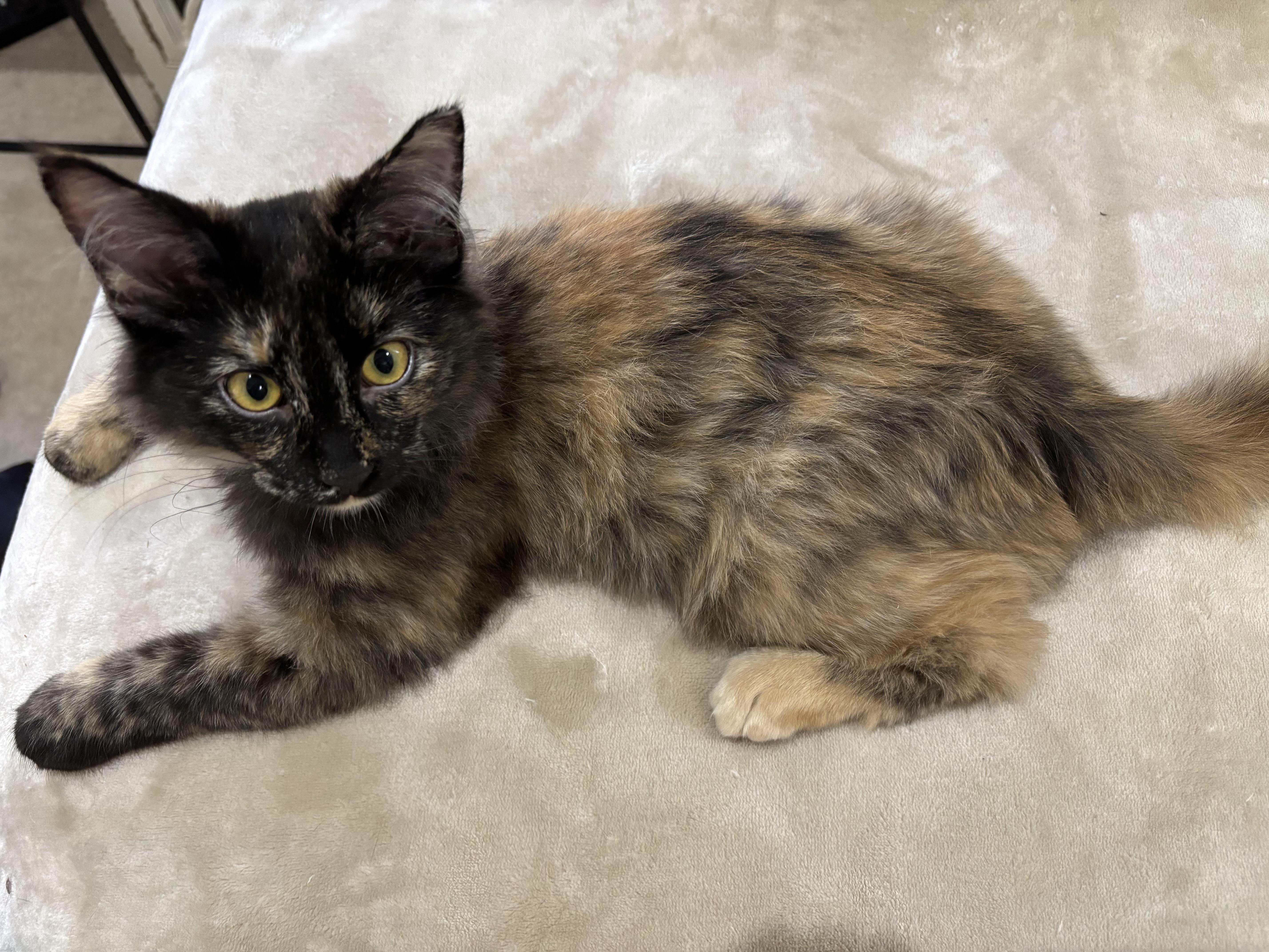 Tuna, a Adoptable Domestic Medium Hair in Lubbock, TX image 4/6