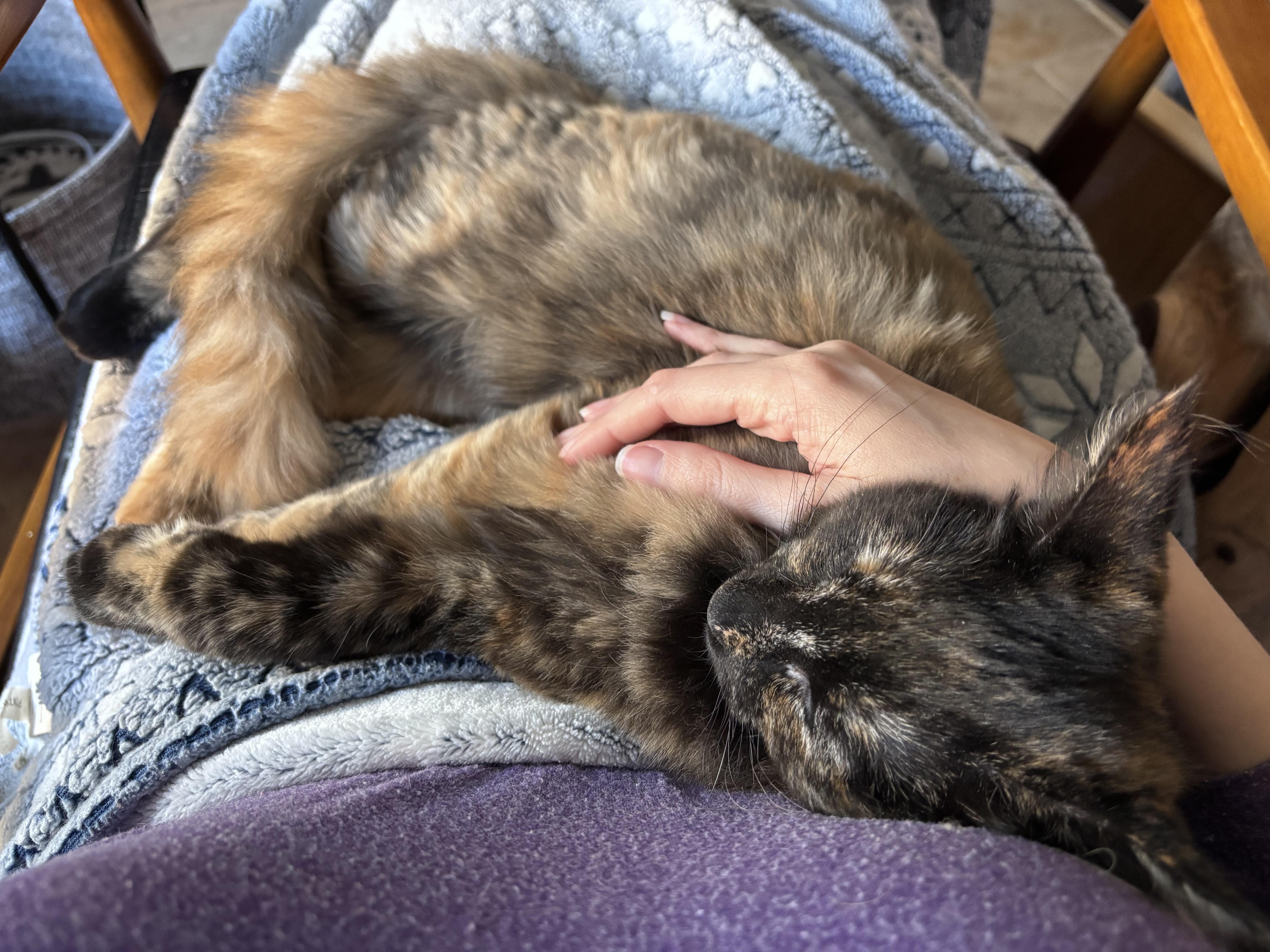 Tuna, a Adoptable Domestic Medium Hair in Lubbock, TX image 2/6