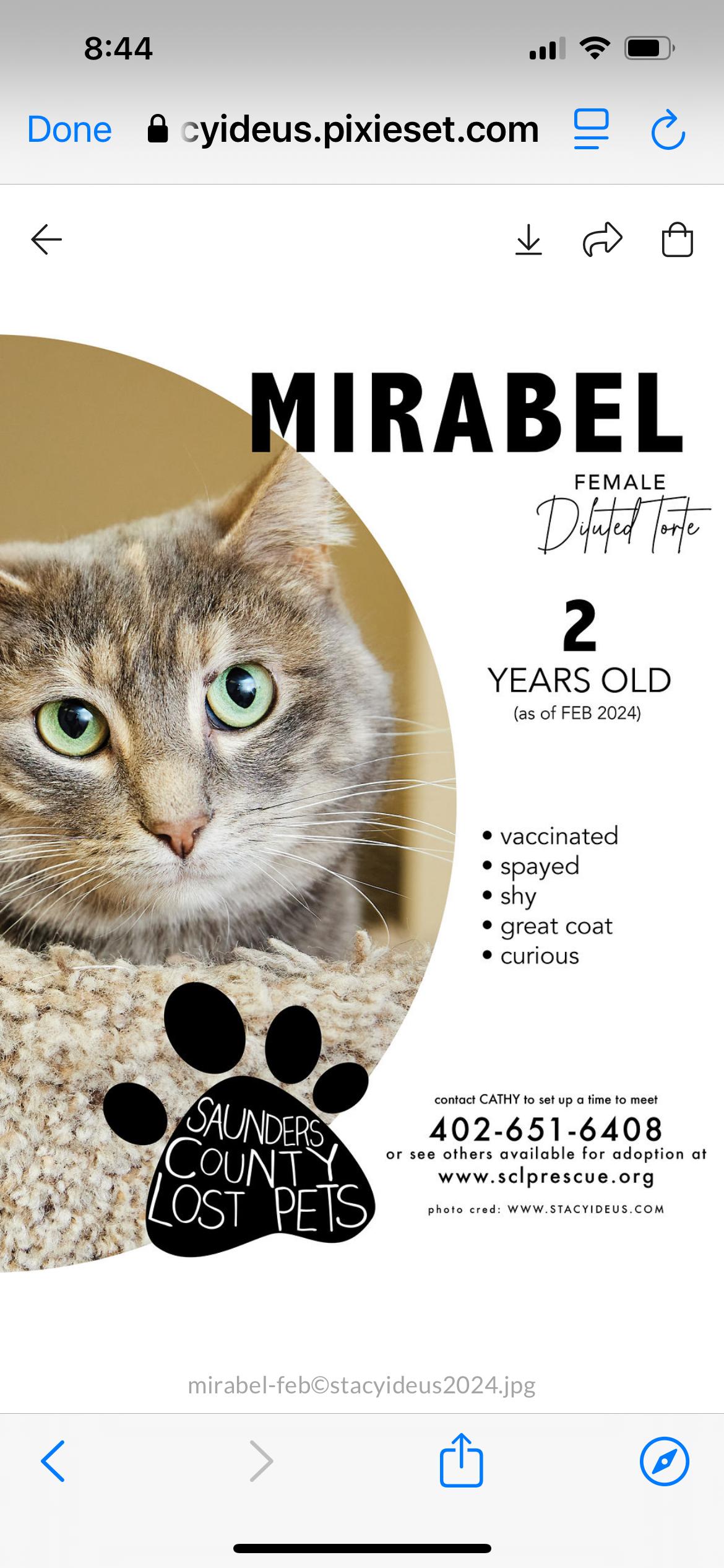 Mirabel, Adoptable, Adult Female Domestic Short Hair & Dilute Tortoiseshell.
