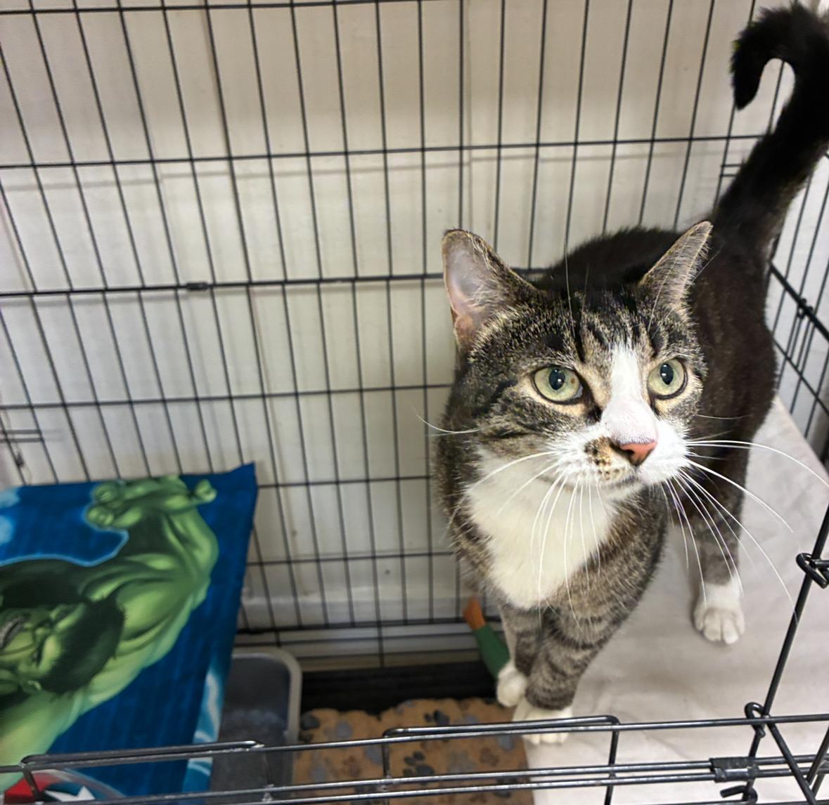 Enlarge Cindy, an adopted Domestic Short Hair in Statesboro, GA image 2/3