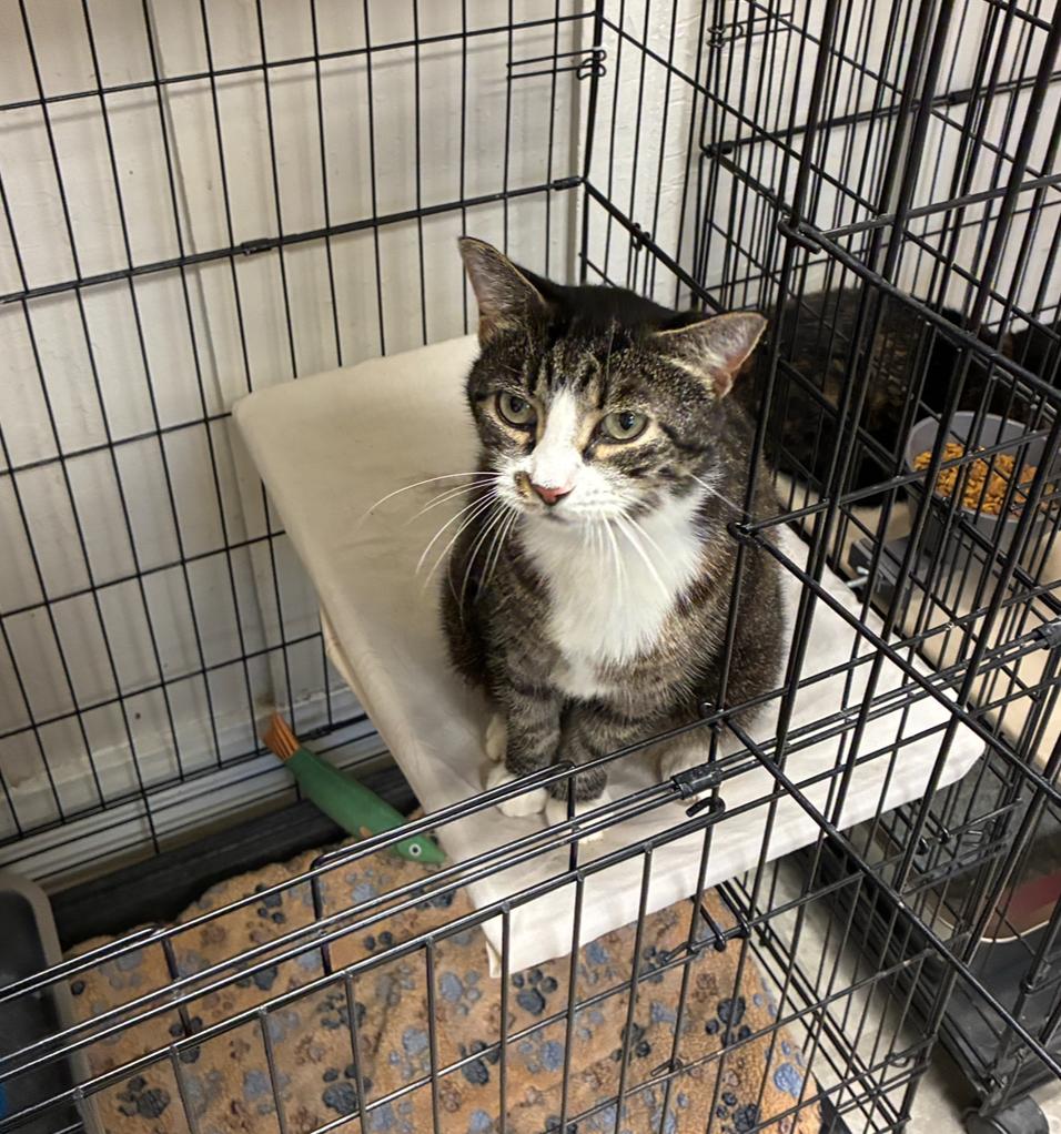 Enlarge Cindy, an adopted Domestic Short Hair in Statesboro, GA image 3/3