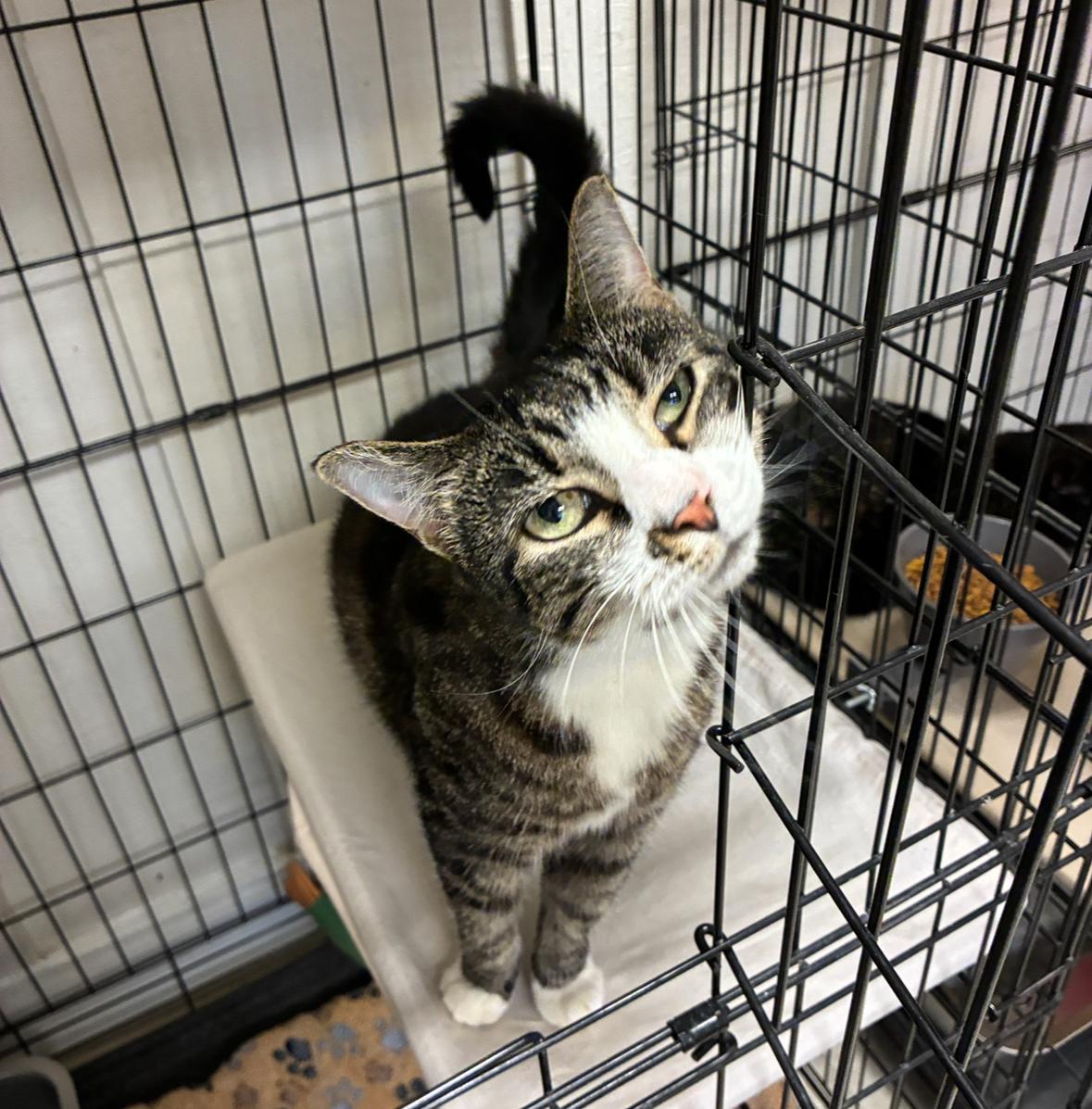 Cindy, adopted, Senior Female Domestic Short Hair.