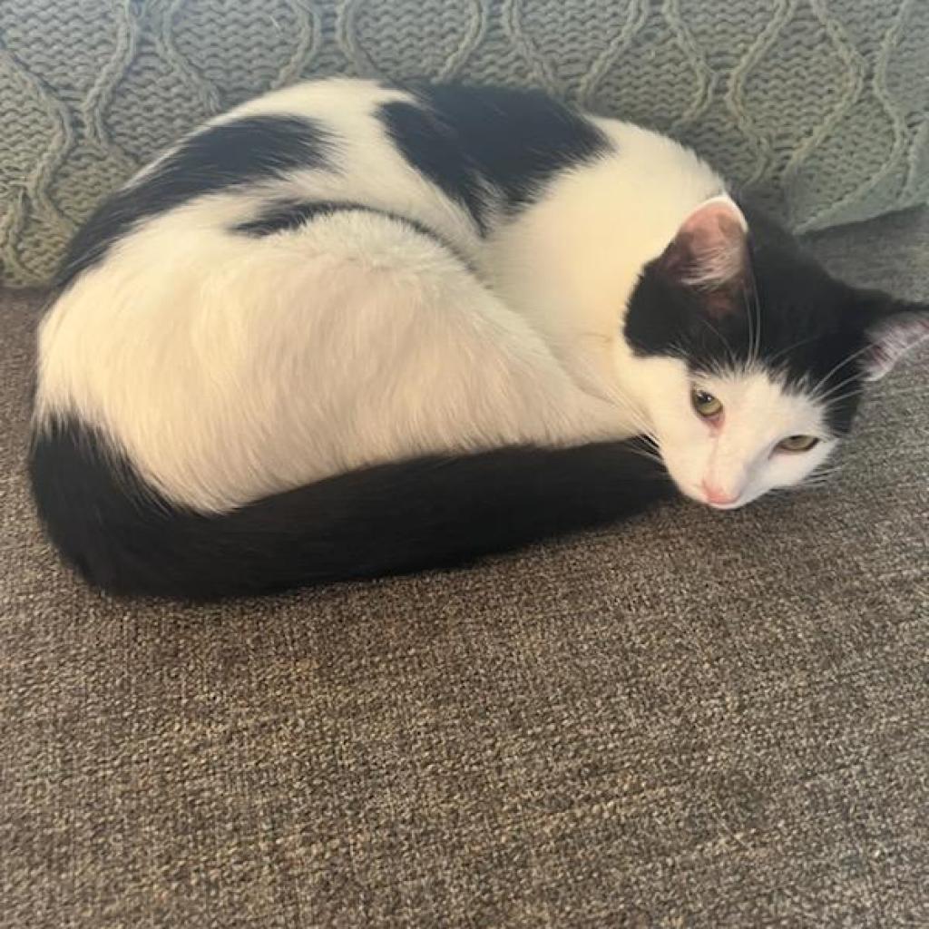 Peter, Adoptable, Adult Female Domestic Short Hair.