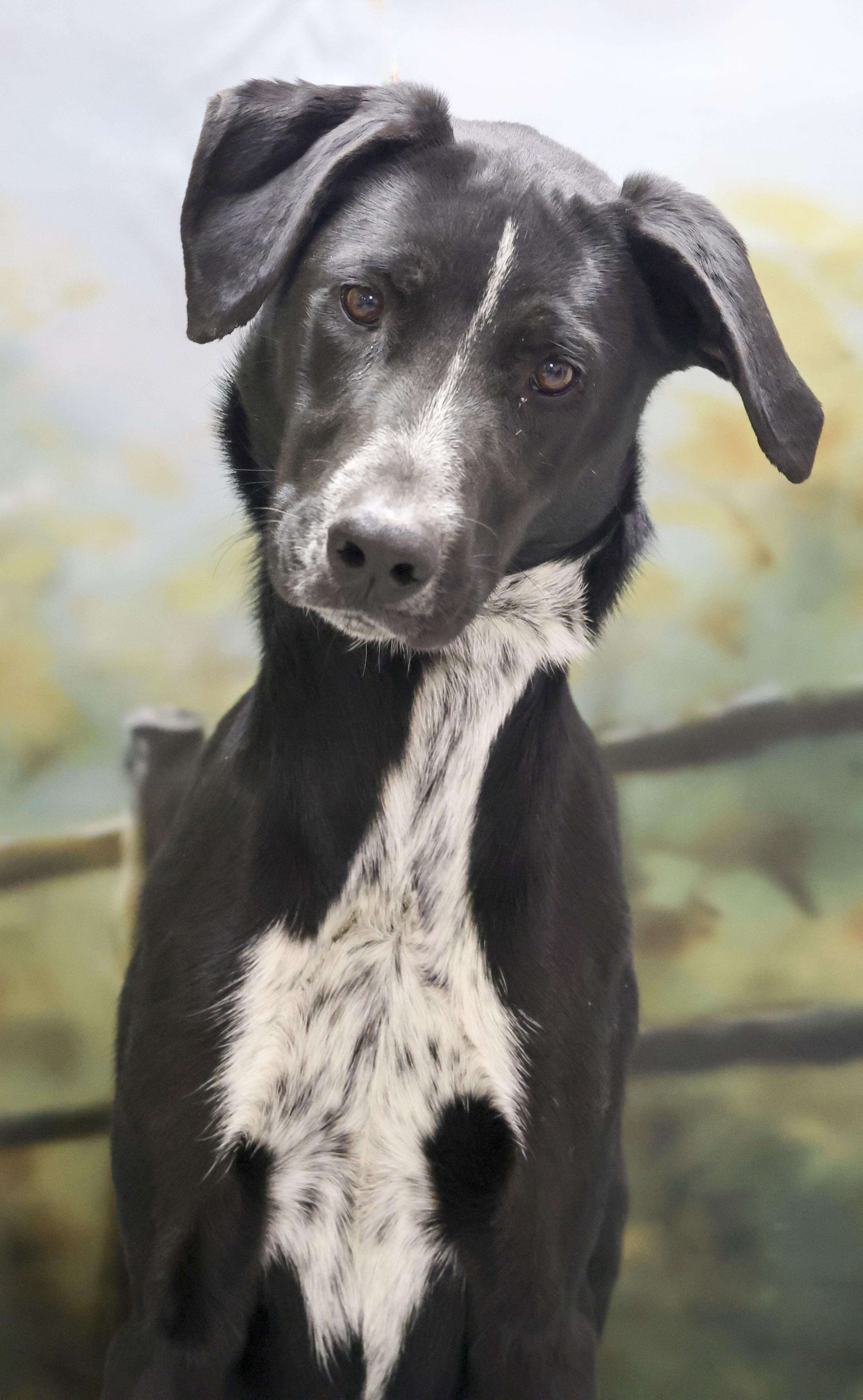 Enlarge Cookies, a Adoptable mixed breed in Casa Grande, AZ image 1/3