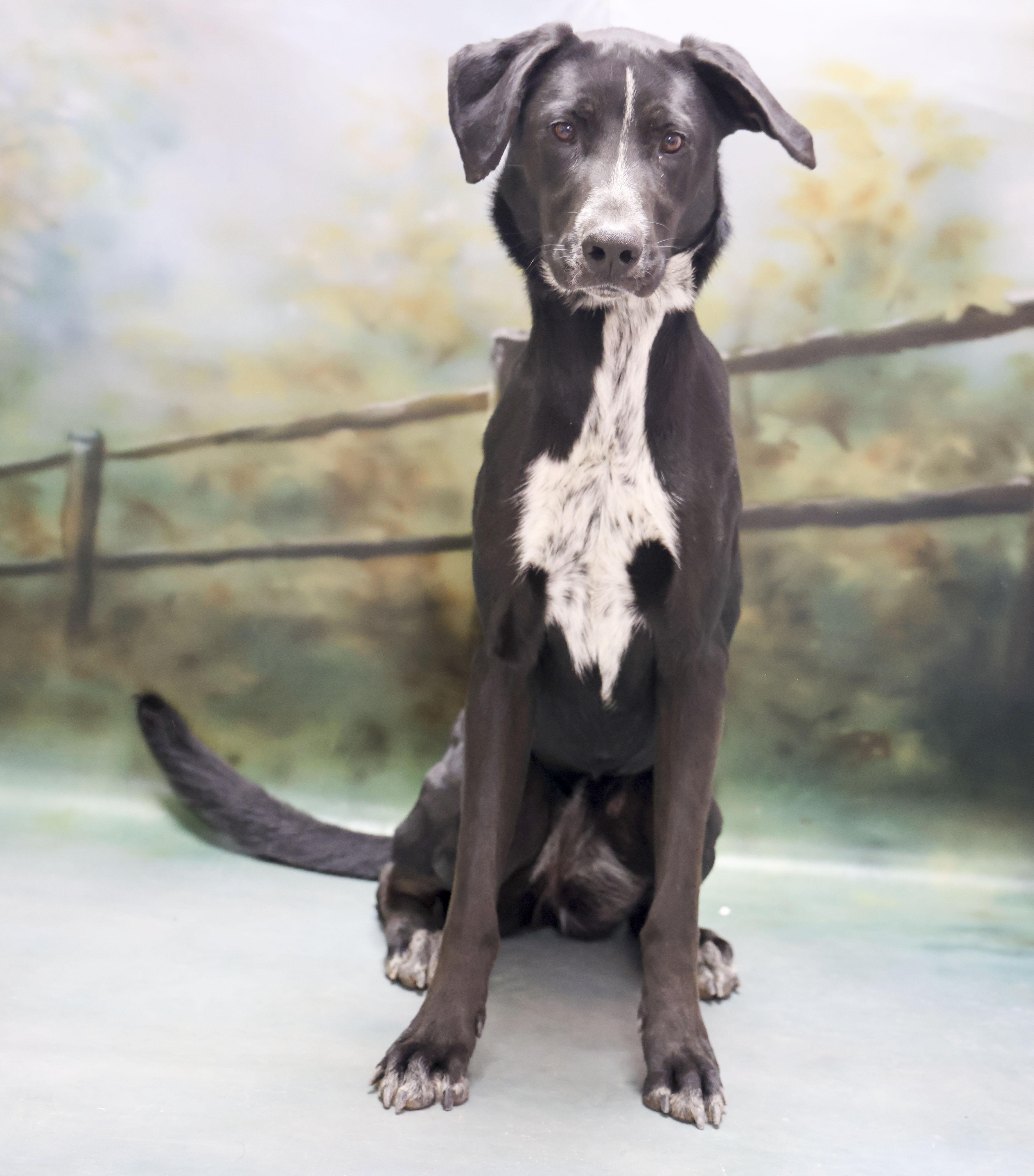 Enlarge Cookies, a Adoptable mixed breed in Casa Grande, AZ image 3/3