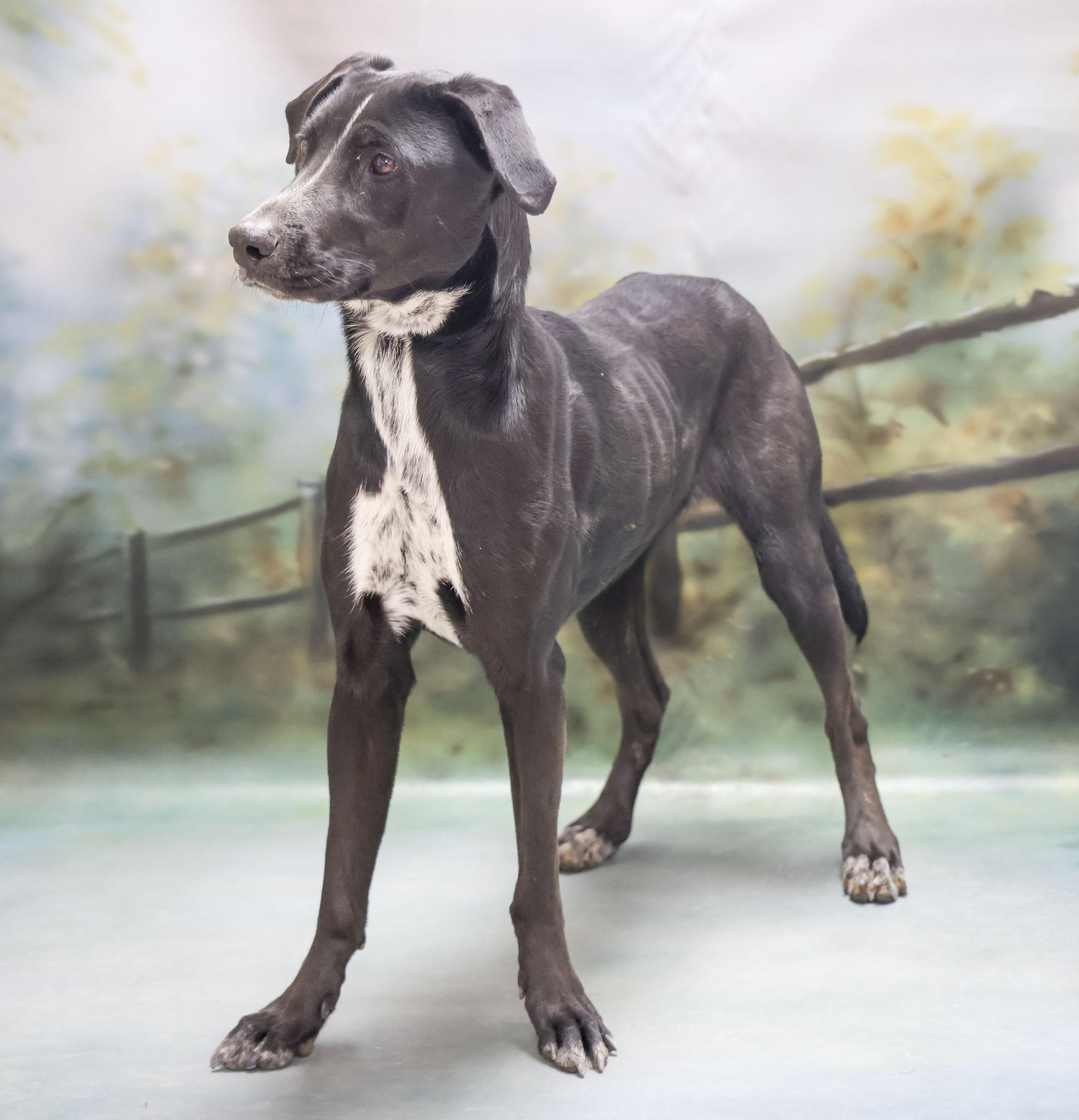 Enlarge Cookies, a Adoptable mixed breed in Casa Grande, AZ image 2/3