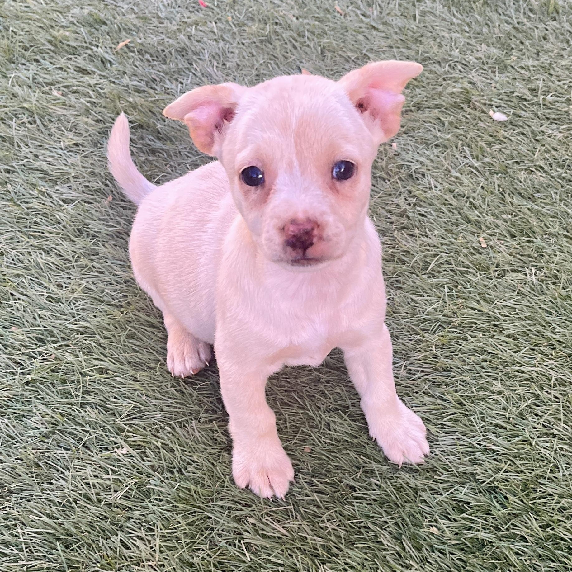 Freya, adopted, Puppy Female Terrier.
