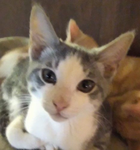 Lathy, an adopted Tabby & Domestic Short Hair Mix in Fair Oaks, CA_image-1