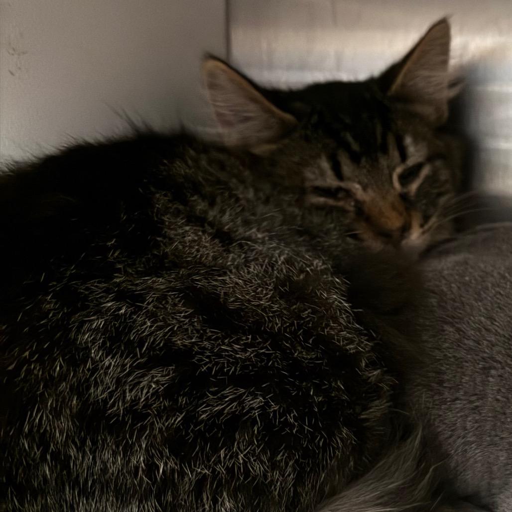 Snickers, Adoptable, Kitten Male Domestic Medium Hair.