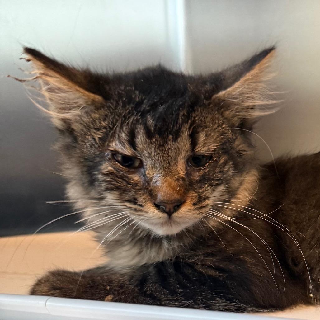 Enlarge Snickers, a Adoptable Domestic Medium Hair in Cedaredge, CO image 2/5